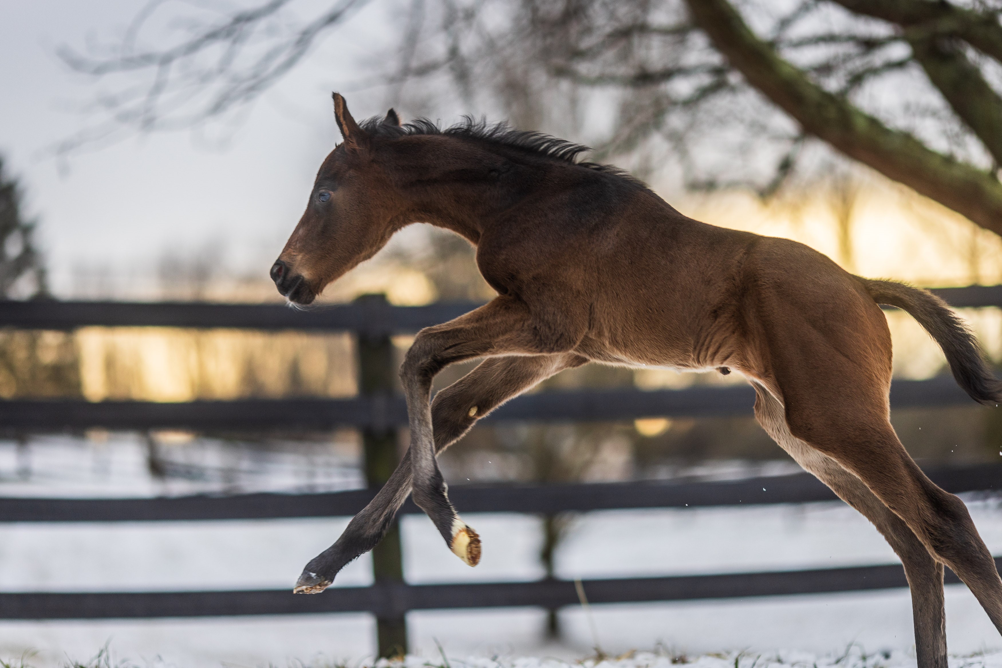 "The First Foal" (Mahoney Eden Manor, Saratoga Springs, NY - January 20, 2023), photograph by Samantha Decker