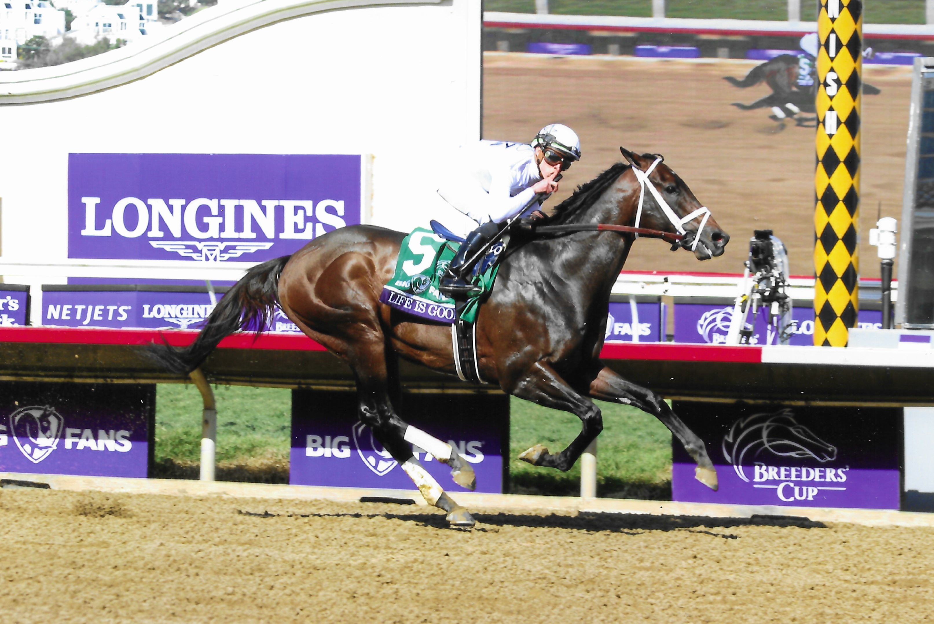 "Hush" (Del Mar Thoroughbred Club, Del Mar, CA - November 2021), photograph by Nancy Wilkinson