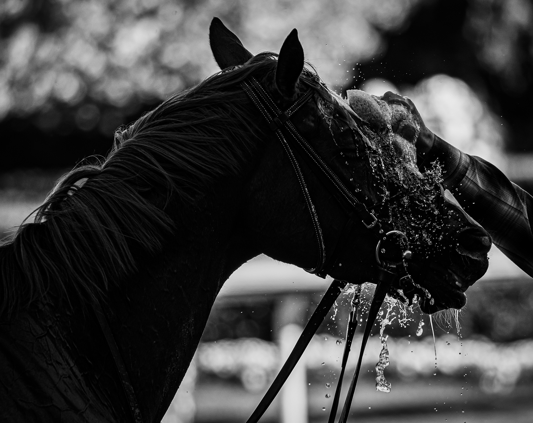 "The After-bath of a Stakes Race" (Oaklawn Park, Hot Springs, AR - April 2, 2023), photograph by Heather C. Jackson
