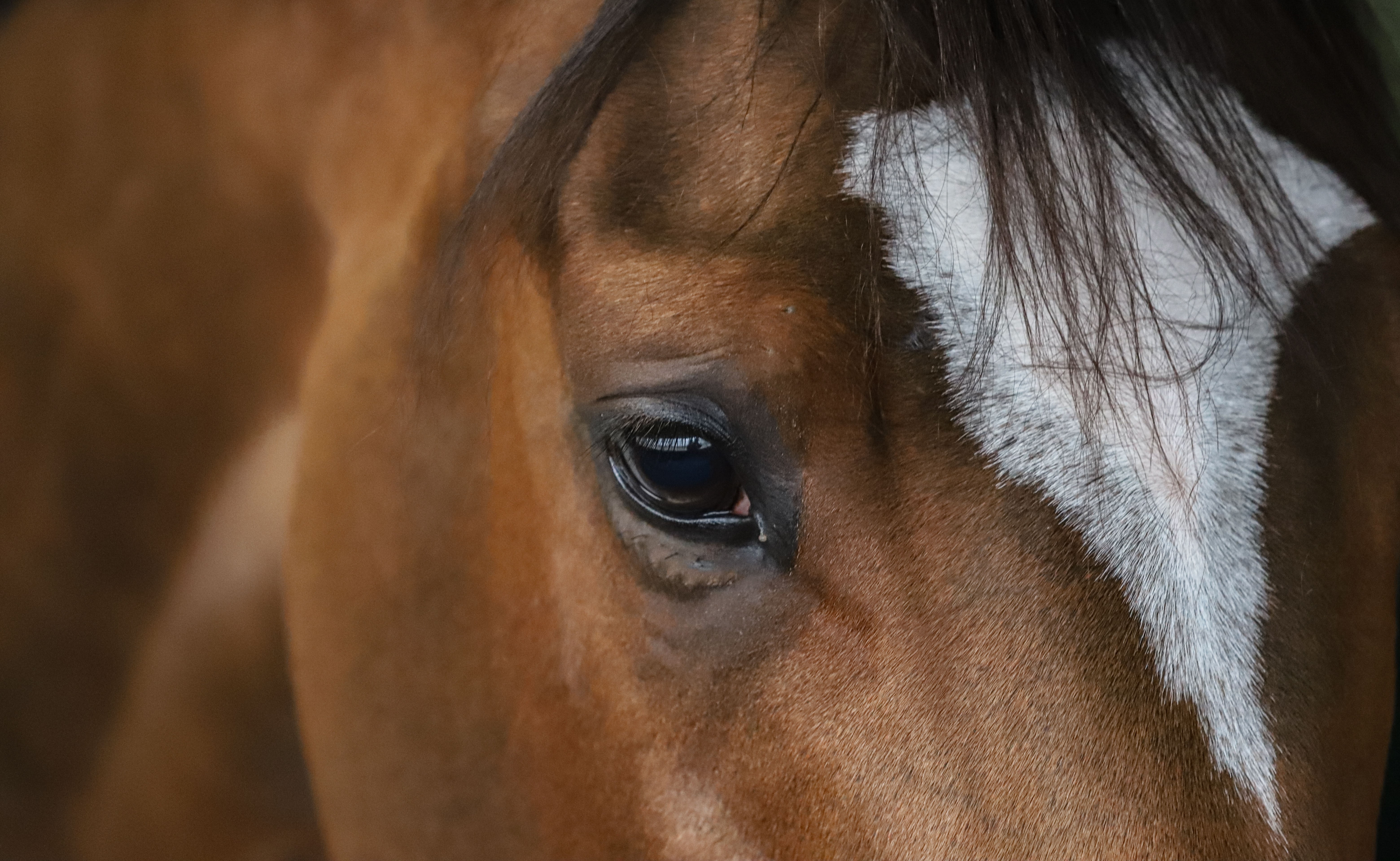 "Thank you and Goodnight-Malathaat" (Keeneland, Lexington, KY - November 6, 2022), photograph by Anika Miskar