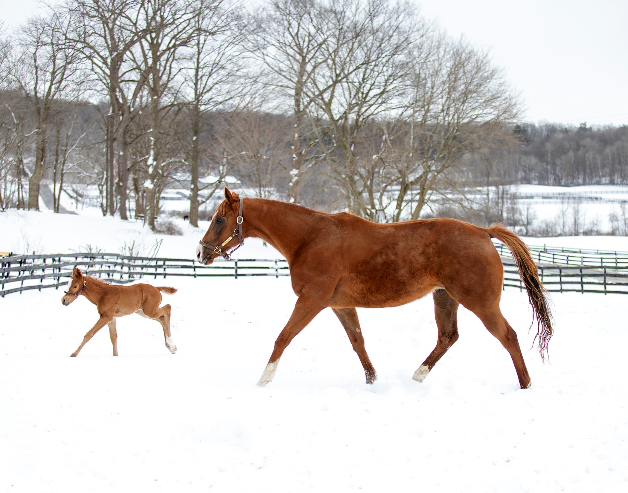 "Fresh Frolic" (Saratoga Springs, NY - March 12, 2022), photograph by Stacey Hetherington
