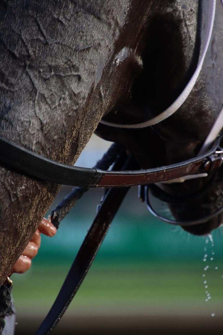 "Adrenaline" (Churchill Downs, Louisville, KY - November 5, 2020), photograph by Dawn Smith