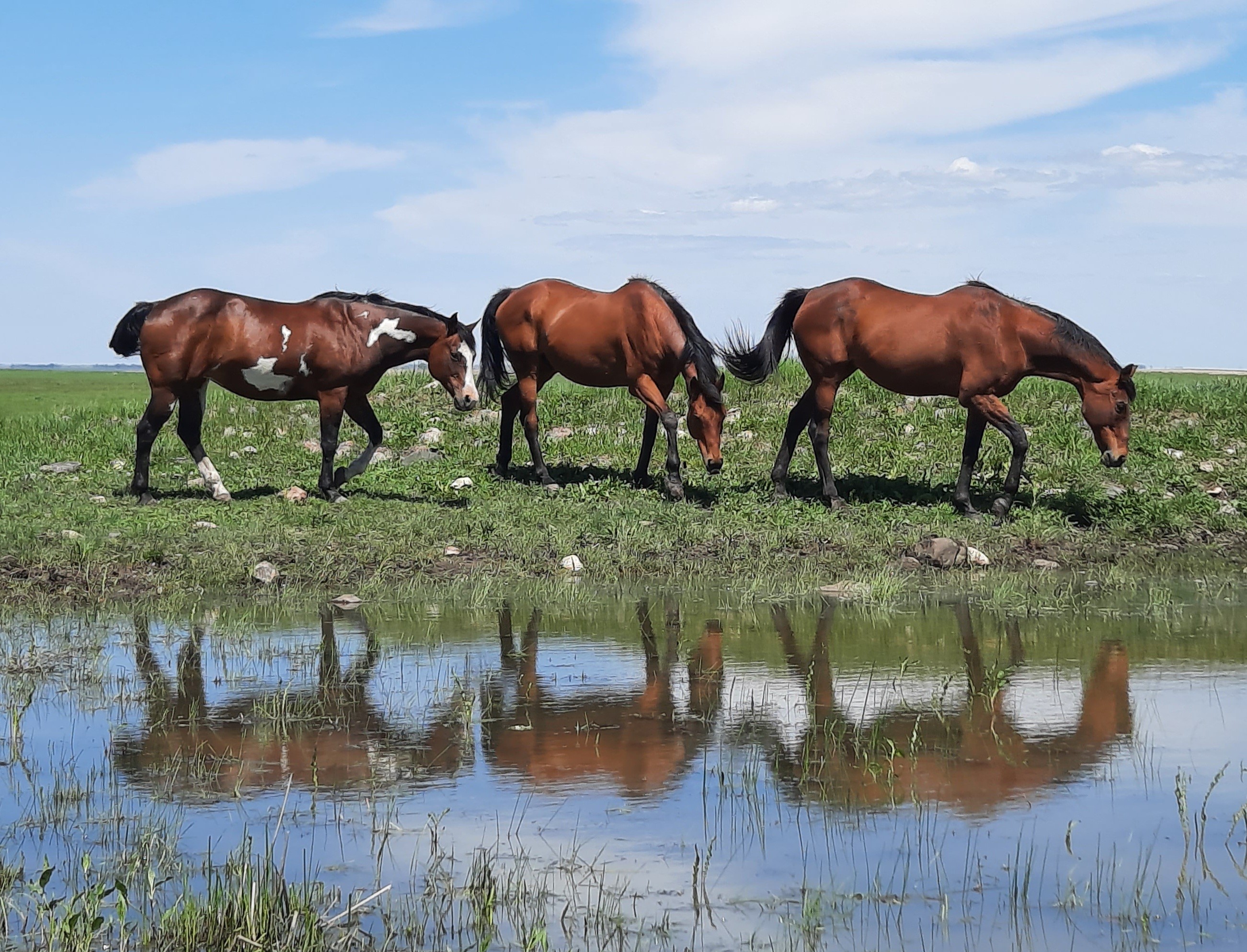 "No Regrets" (Hyde County, SD - June 1, 2022), photograph by Sheryl Schuette