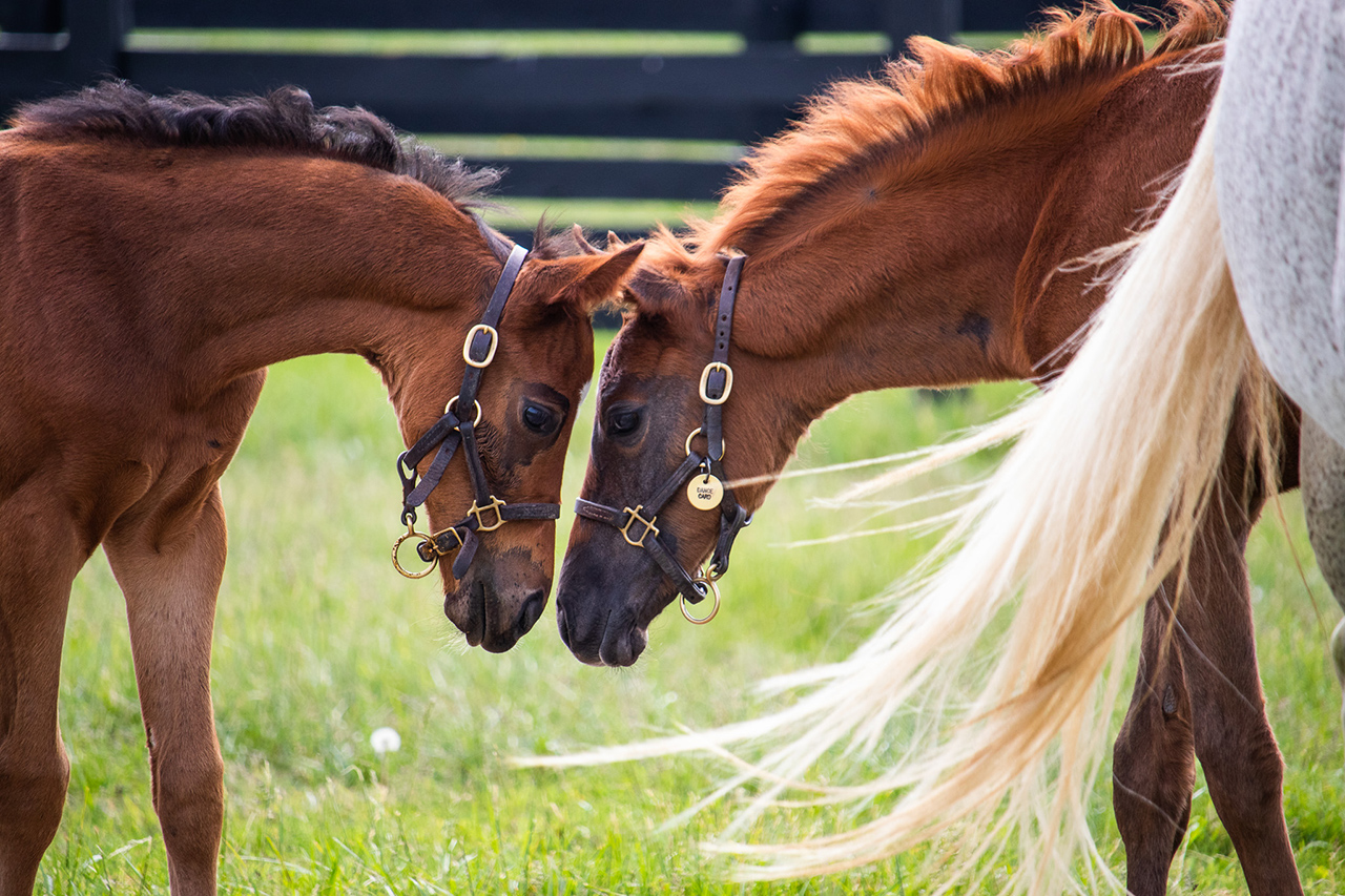 "The Next Generation" (Godolphin’s Gainsborough Farm, Versailles, KY - May 10, 2023), photograph by Sara Gordon