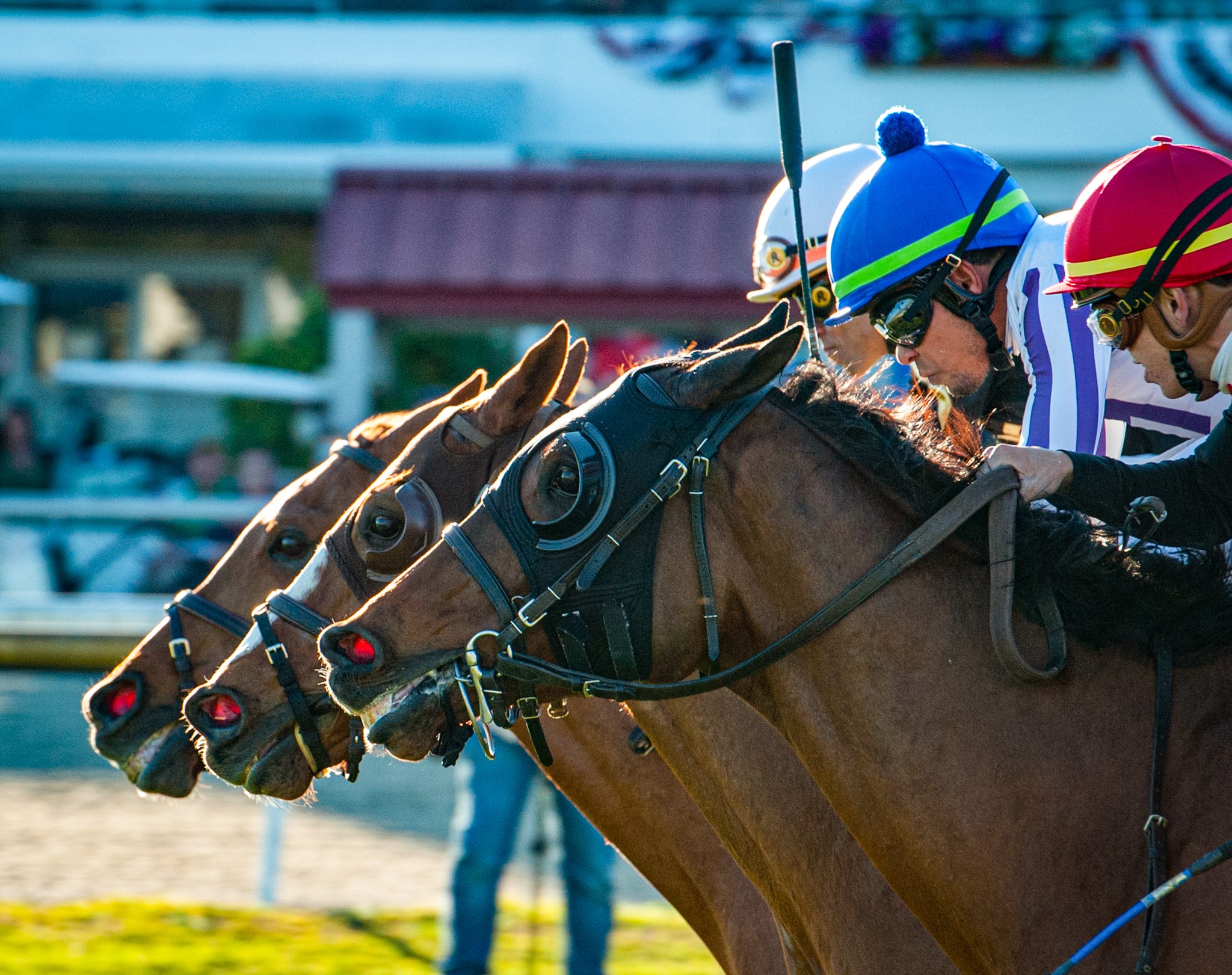 "Three Noses at the Wire" (Tampa Bay Downs, Tampa, FL - February 8, 2020), photograph by Sophie Shore