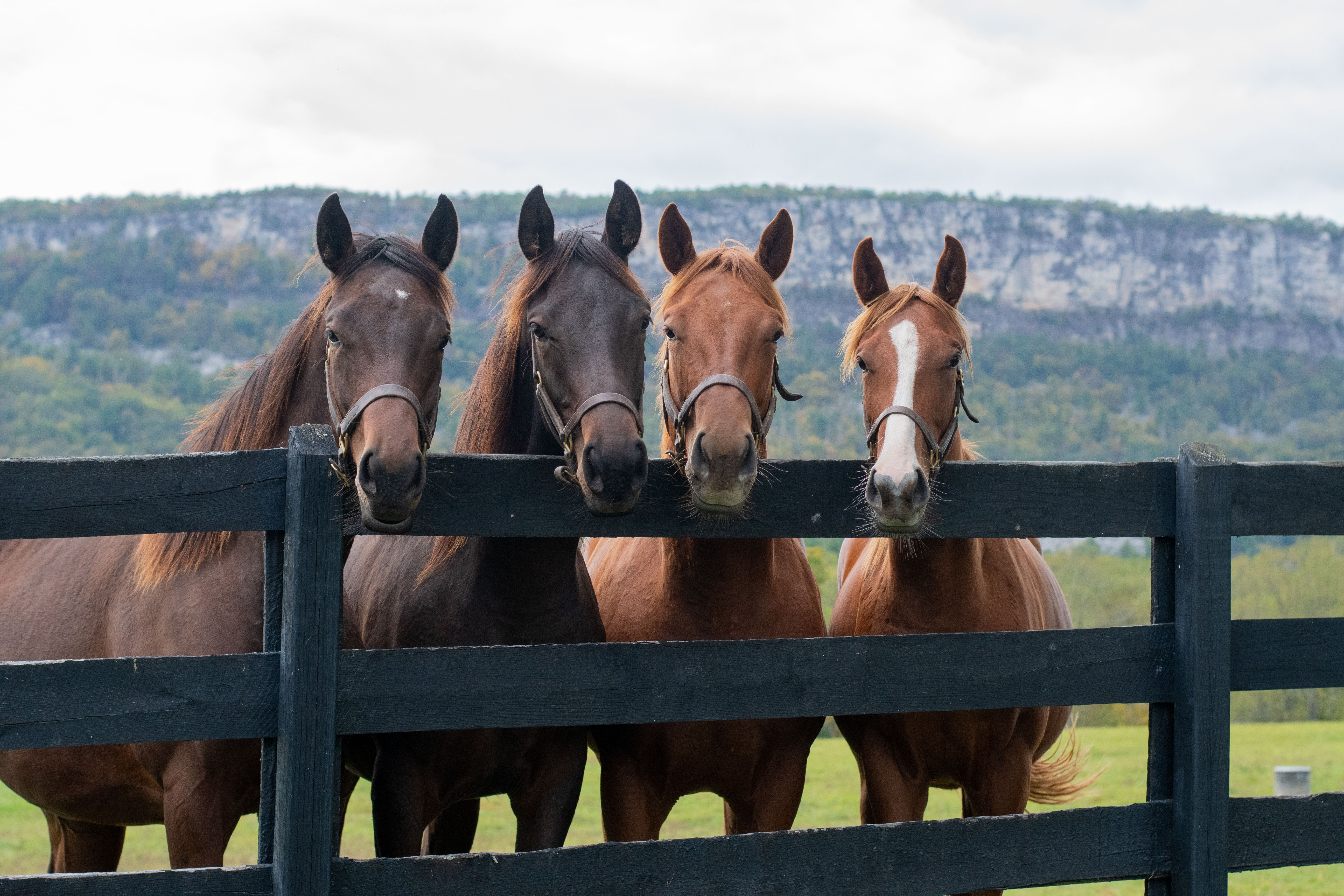 "The Future of Racing" by Elizabeth Sickler