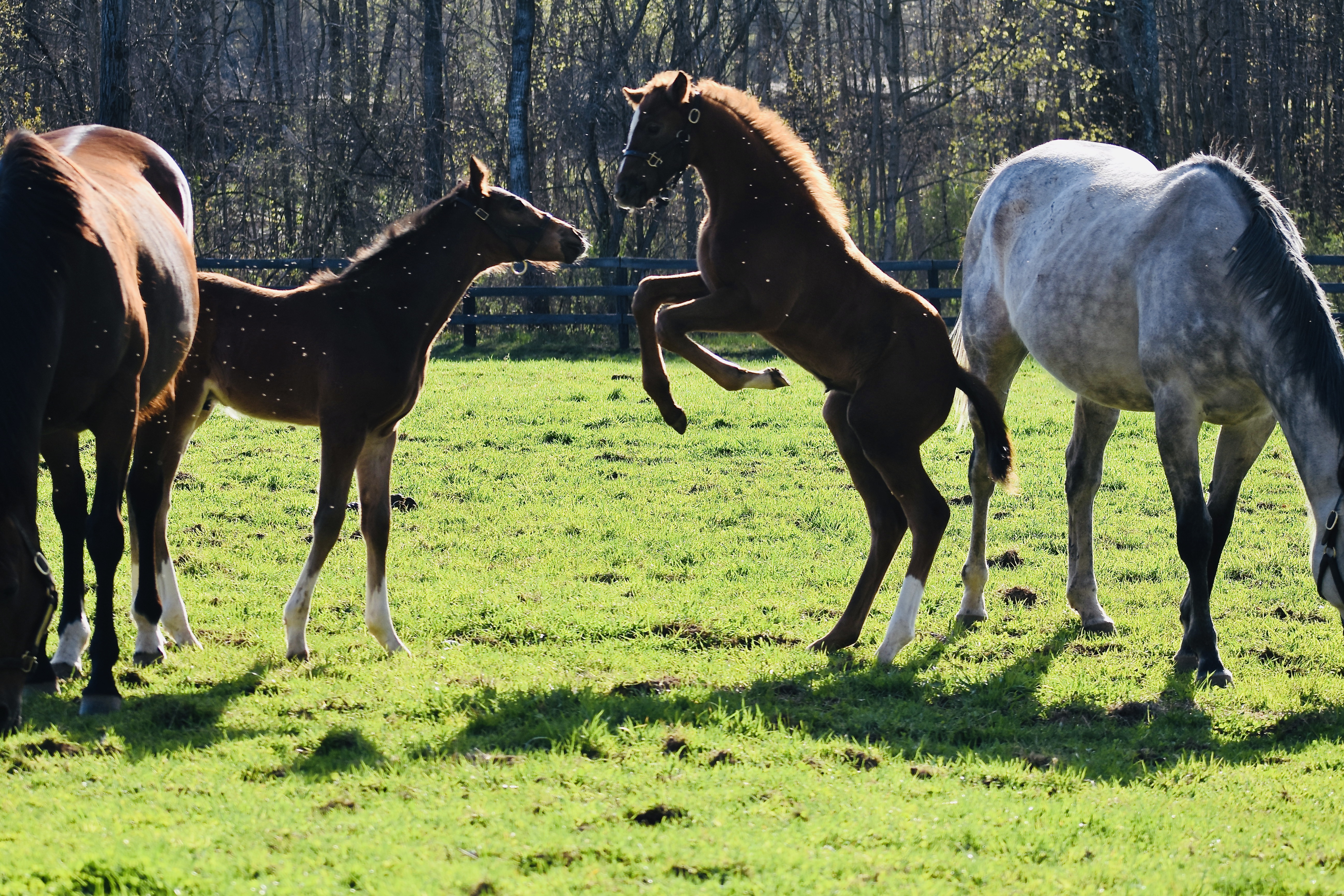 "A Joyful Jump" by Deborah Miles