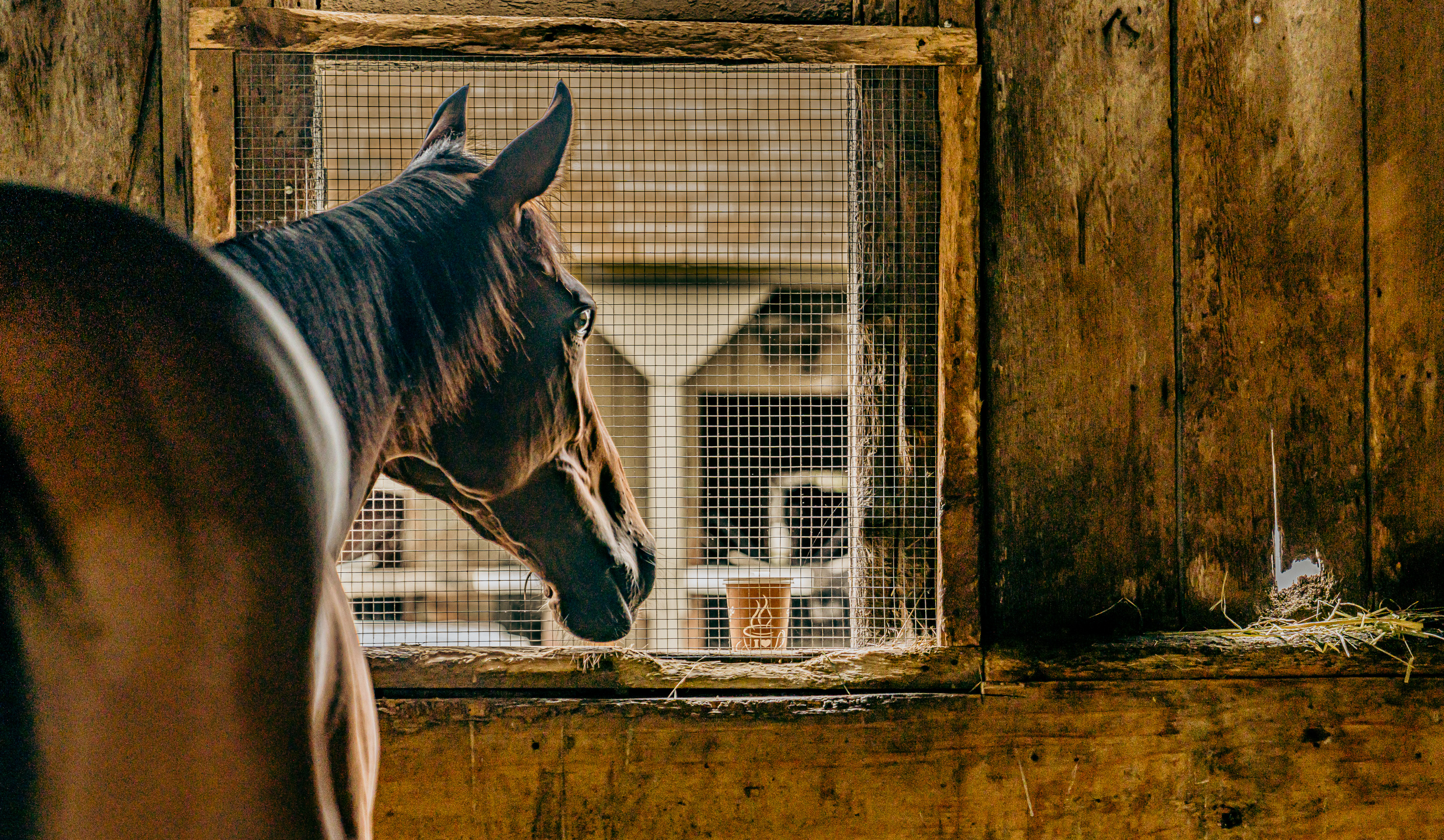 "Morning Coffee" by Peggy Kohn