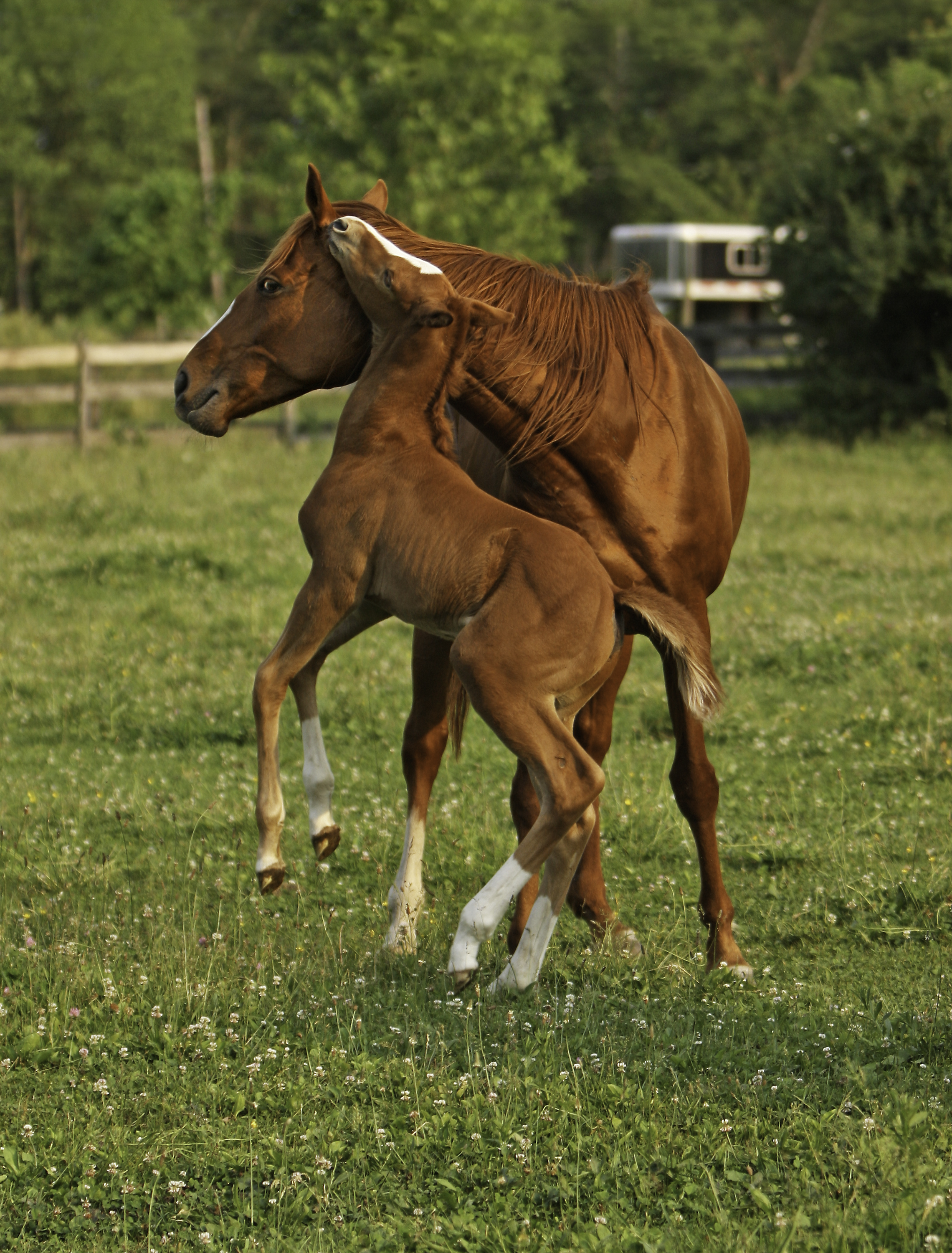 "Khe Sanh & Foal" by Dennis.G.Hogan