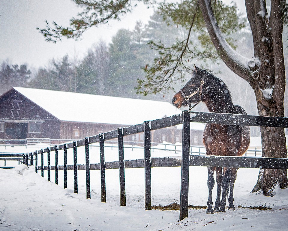 "Snow Day" by Connie Bush