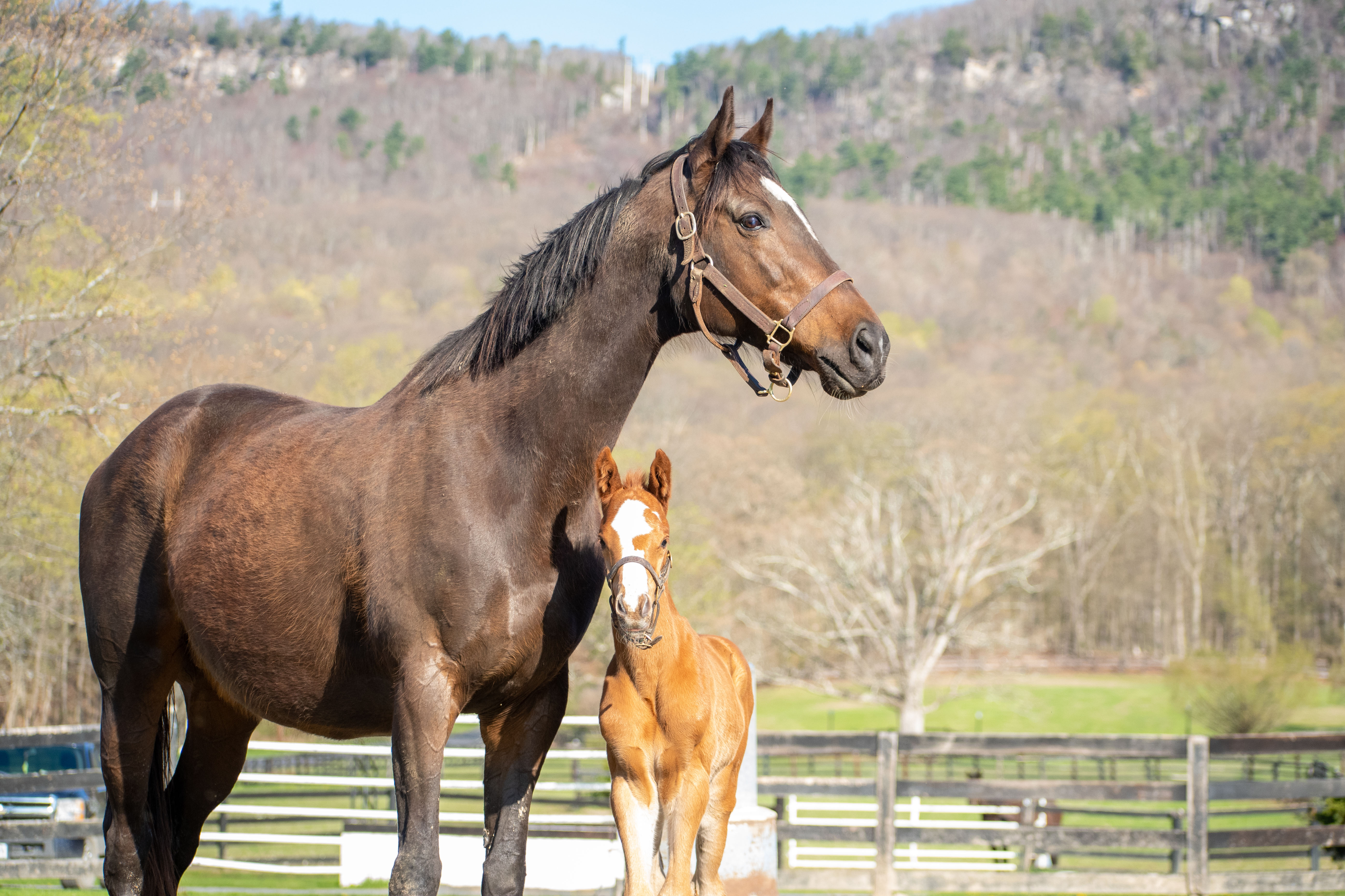 "The Broodmare - Part II" by Elizabeth Sickler