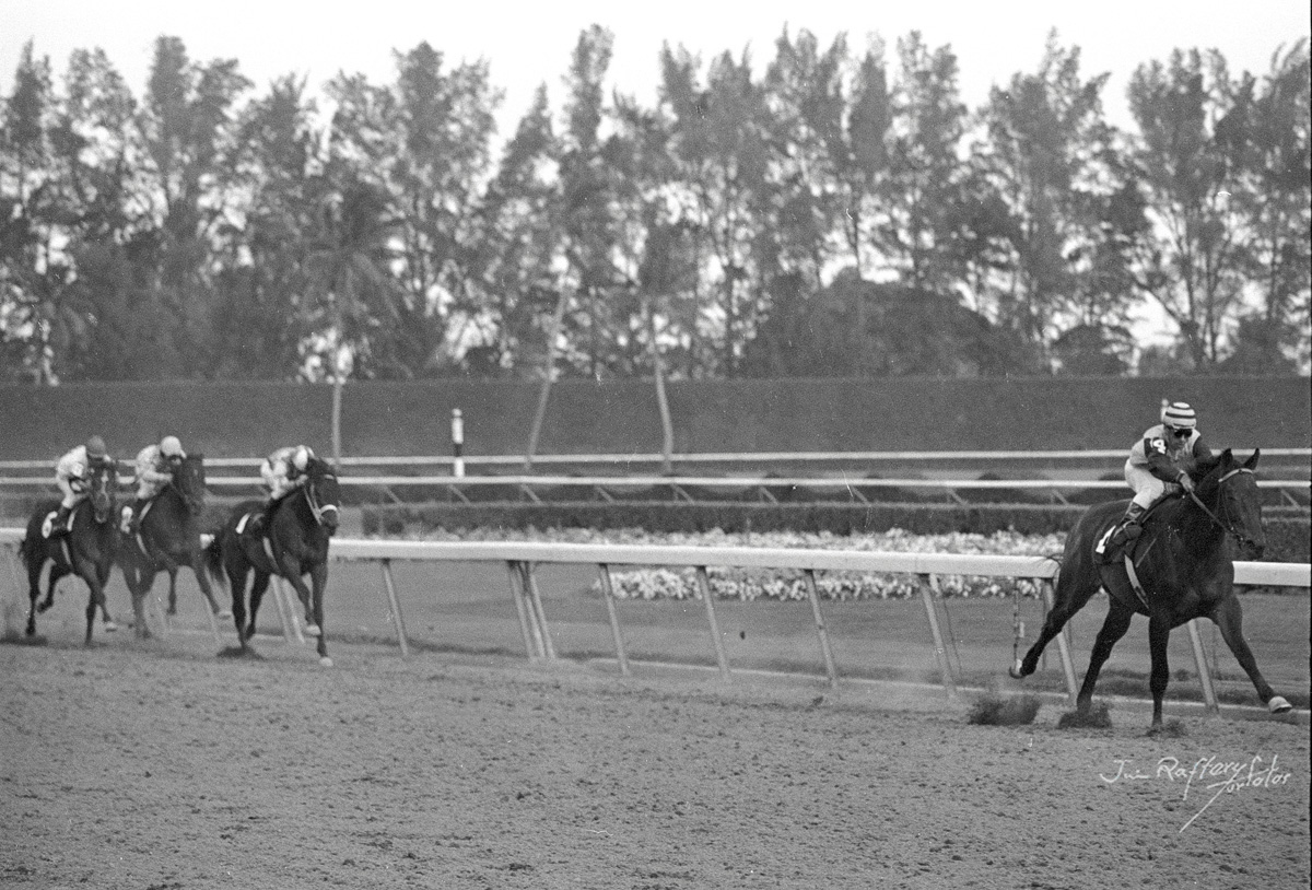 Forego, Pete Anderson up, breaking his maiden by eight lengths in his second career start, Hialeah Park, Jan. 29, 1973 (Jim Raftery Turfotos)