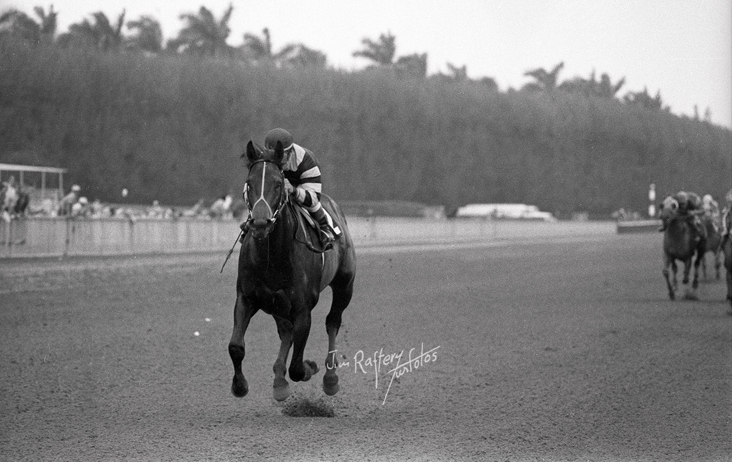 Seattle Slew, winning the Flamingo Stakes at Hialeah Park, March 26, 1977 (Jim Raftery Turfotos)
