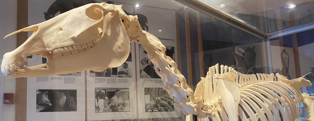 Anatomy Gallery, horse skeleton, 2020