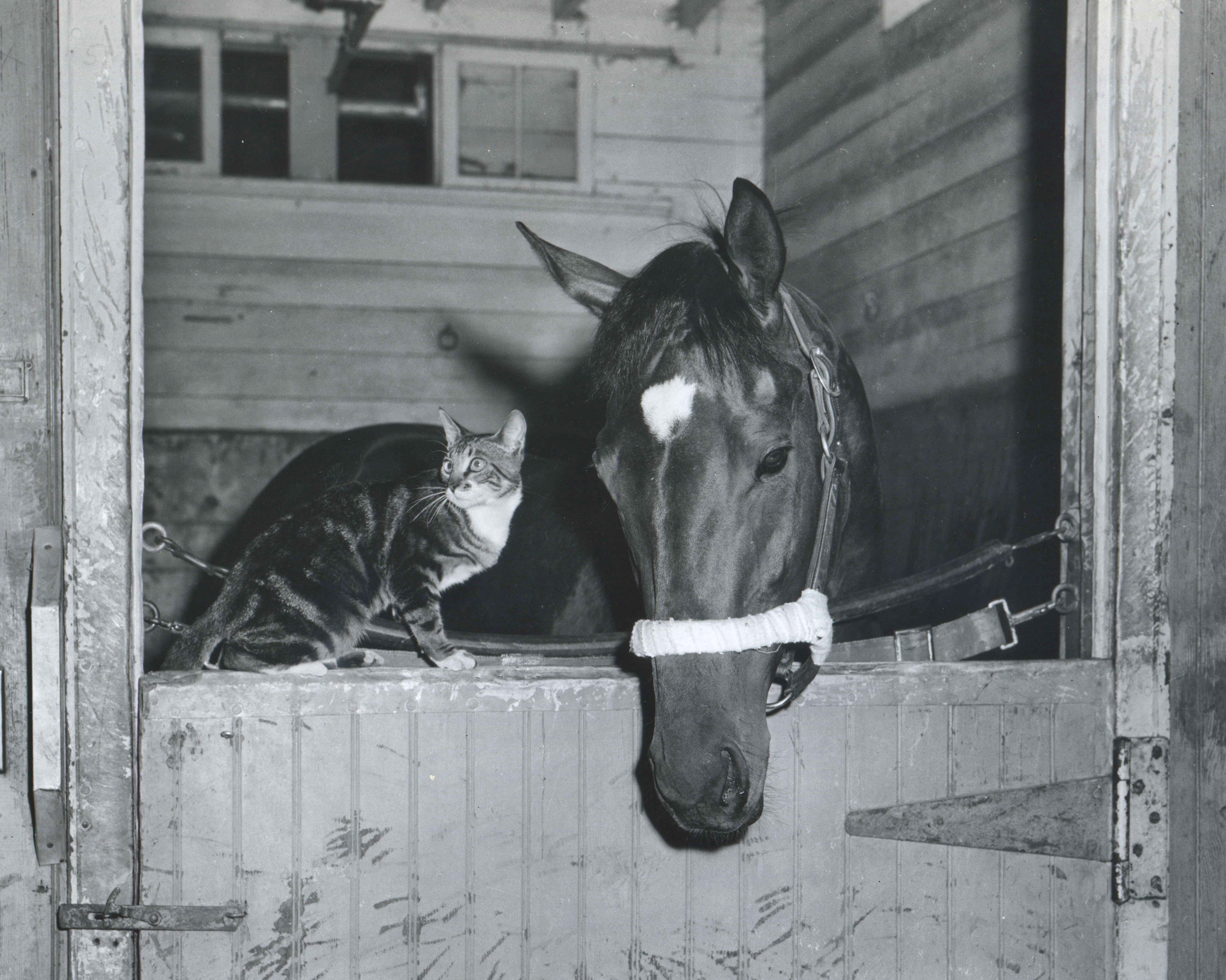Needles with his feline friend, Boots, at Belmont Park, May 1956 (Keeneland Library Morgan Collection/Museum Collection)