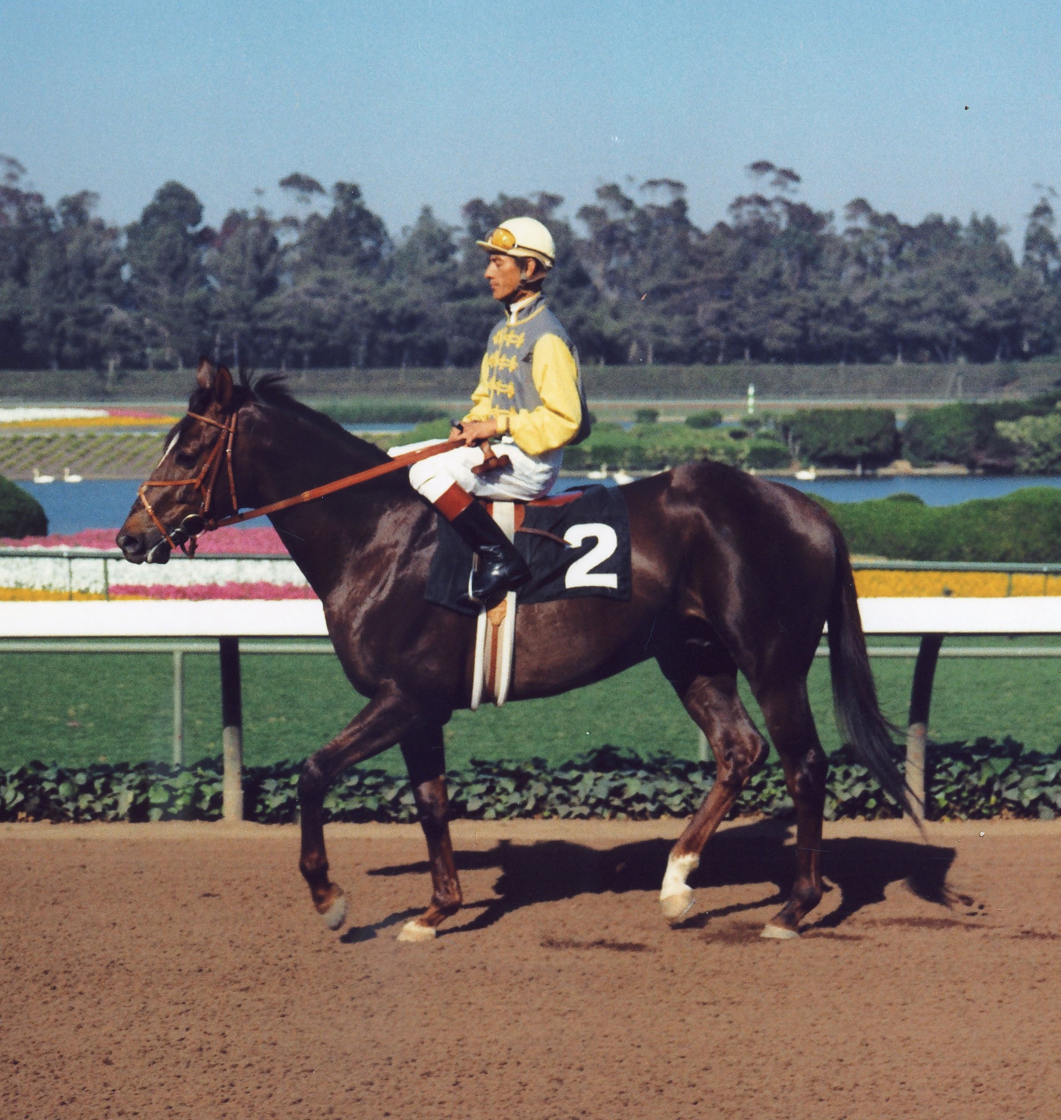 Arts and Letters (Braulio Baeza up) at Hollywood Park, 1970 (Vic Stein & Assoc./Bill Mochon Photo Collection /Museum Collection)