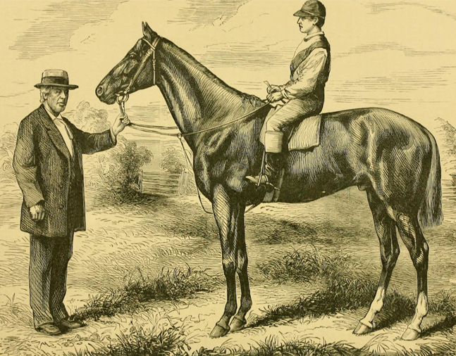 Illustration of Harry Bassett from "Famous American Racehorses," 1877 (Museum Collection)