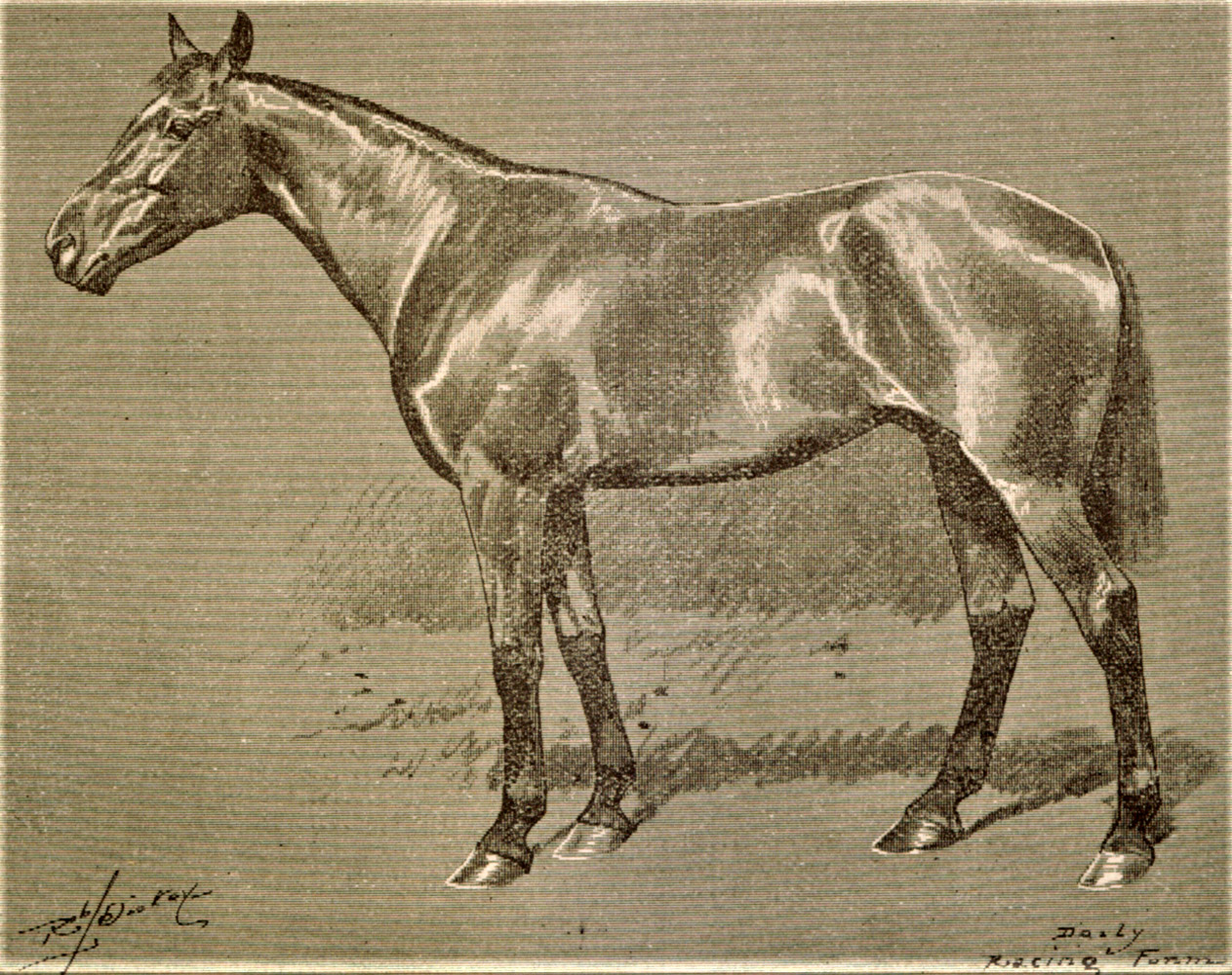 Illustration of Ben Brush from the Daily Racing Form, May 1896 (Keeneland Library Collection/Museum Collection)