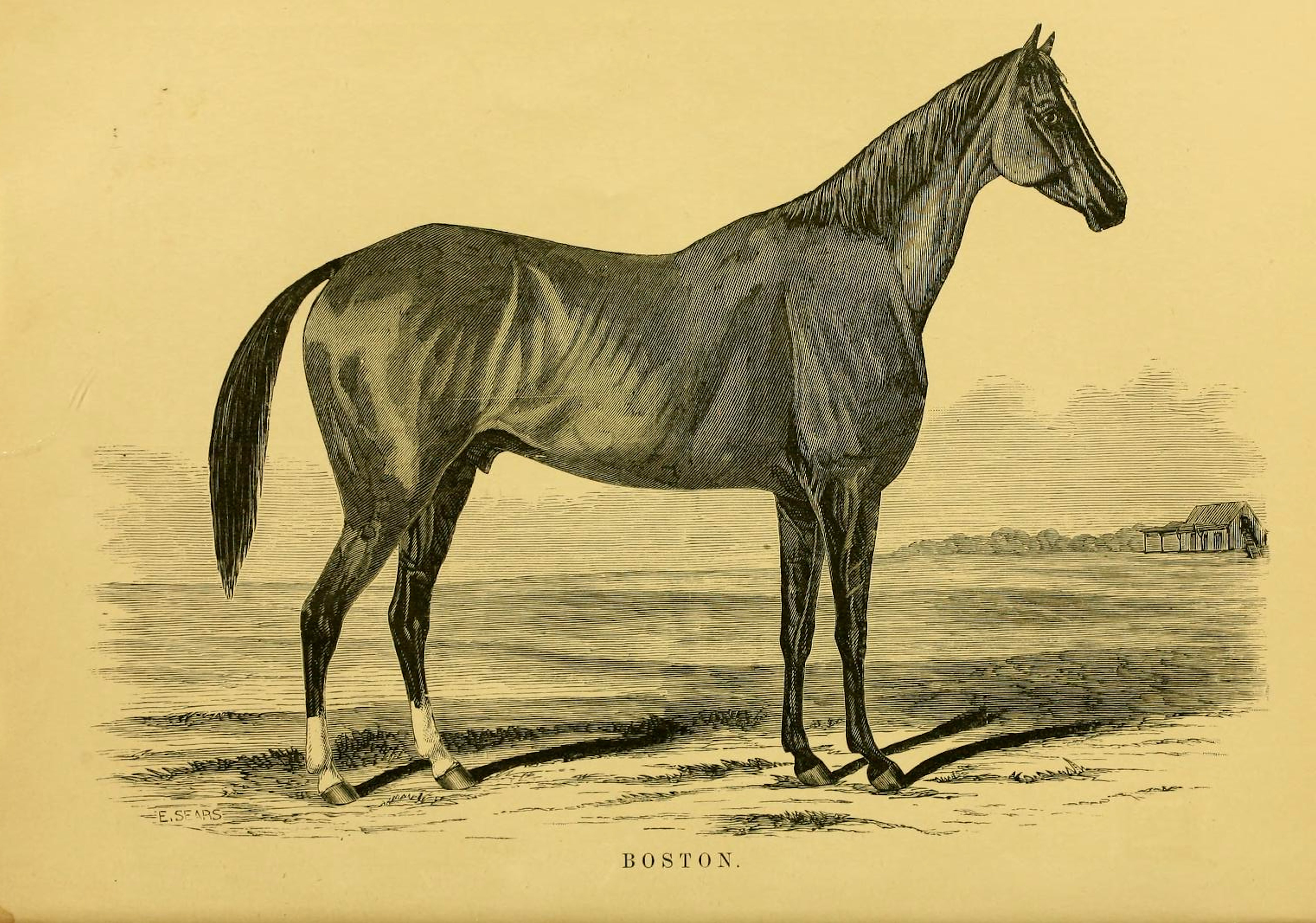 Illustration of Boston from "Famous American Racehorses," 1877 (Museum Collection)