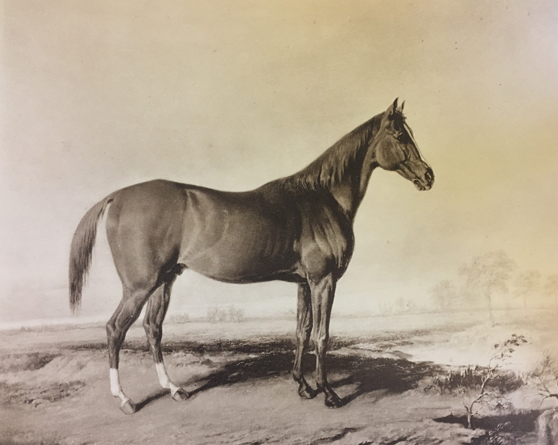 A likeness of Boston by Edward Troye, 1833 (Keeneland Library Collection)