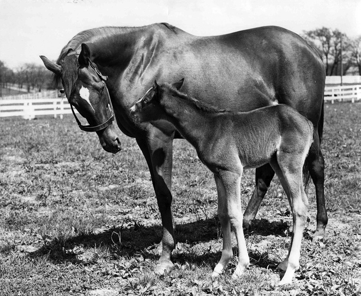 Busher and foal (Museum Collection)