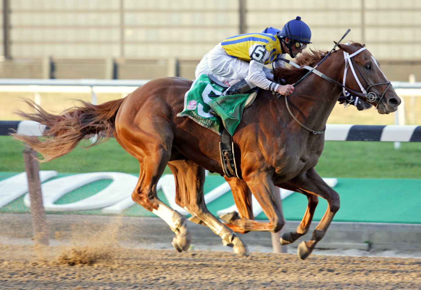 Curlin (Robby Albarado up) racing to victory in the 2007 Jockey Club Gold Cup at Belmont Park (Barbara D. Livingston/Museum Collection)