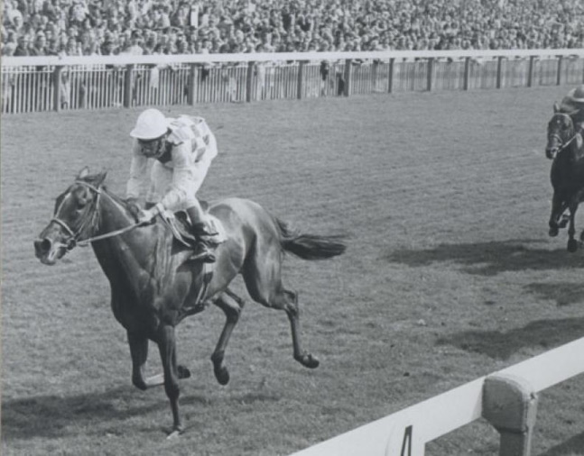 Dahlia (Lester Piggott up) racing to victory in the 1974 Benson & Hedges Gold Cup at York (The BloodHorse/Museum Collection)