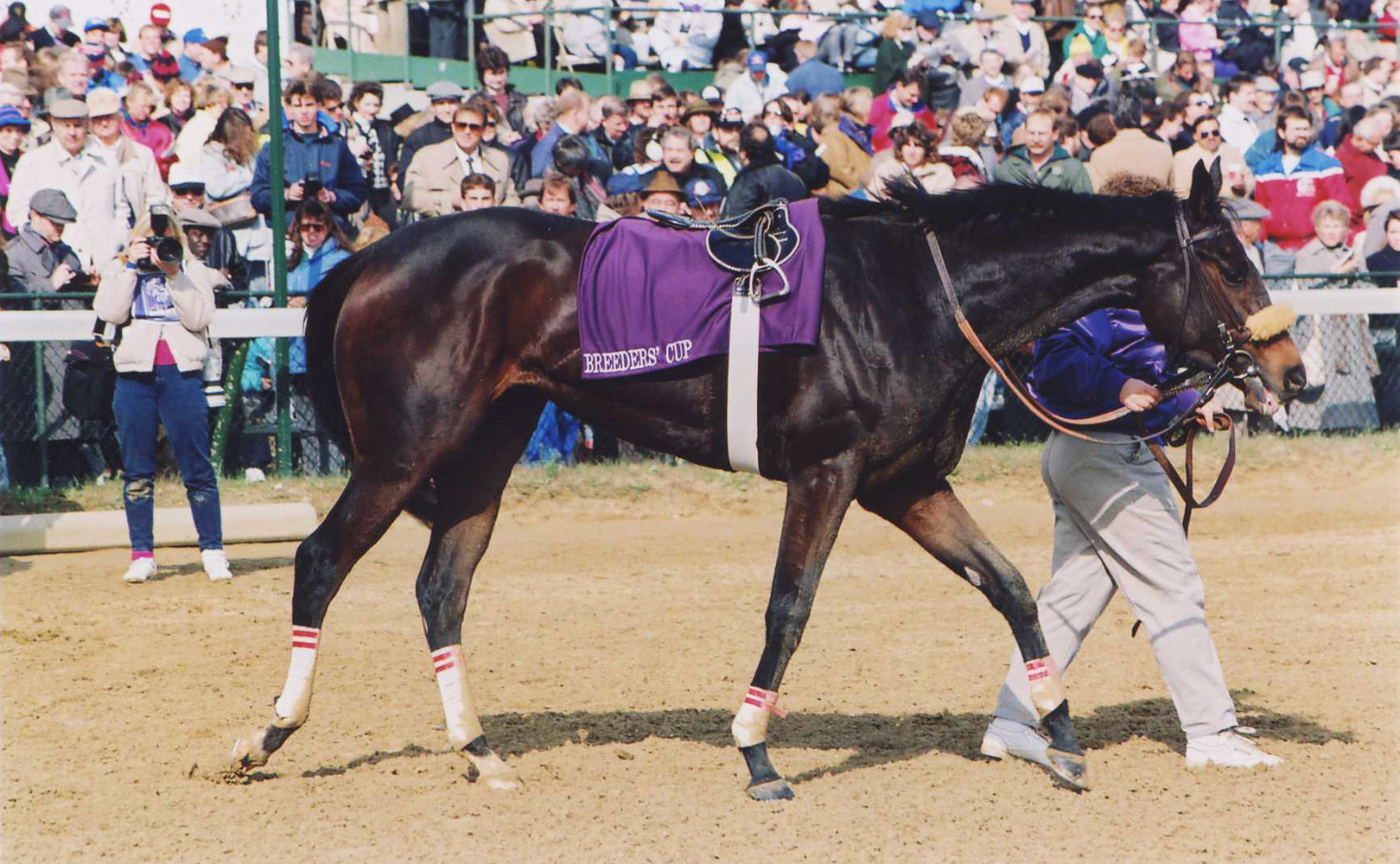 Dance Smartly after winning the 1991 Breeders' Cup Distaff (Barbara D. Livingston/Museum Collection)