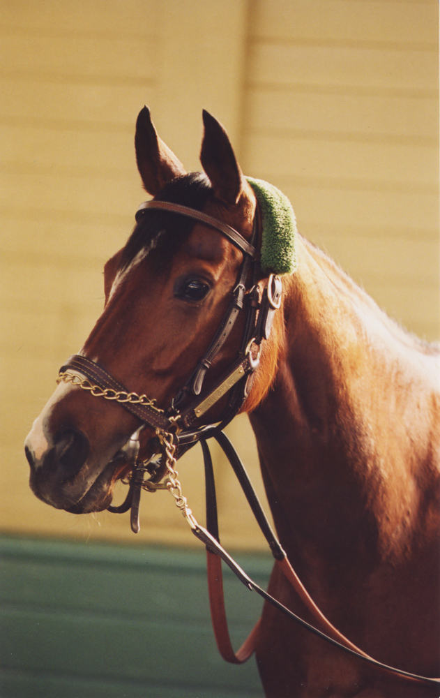 Flawlessly at Santa Anita in 1993 (Barbara D. Livingston/Museum Collection)