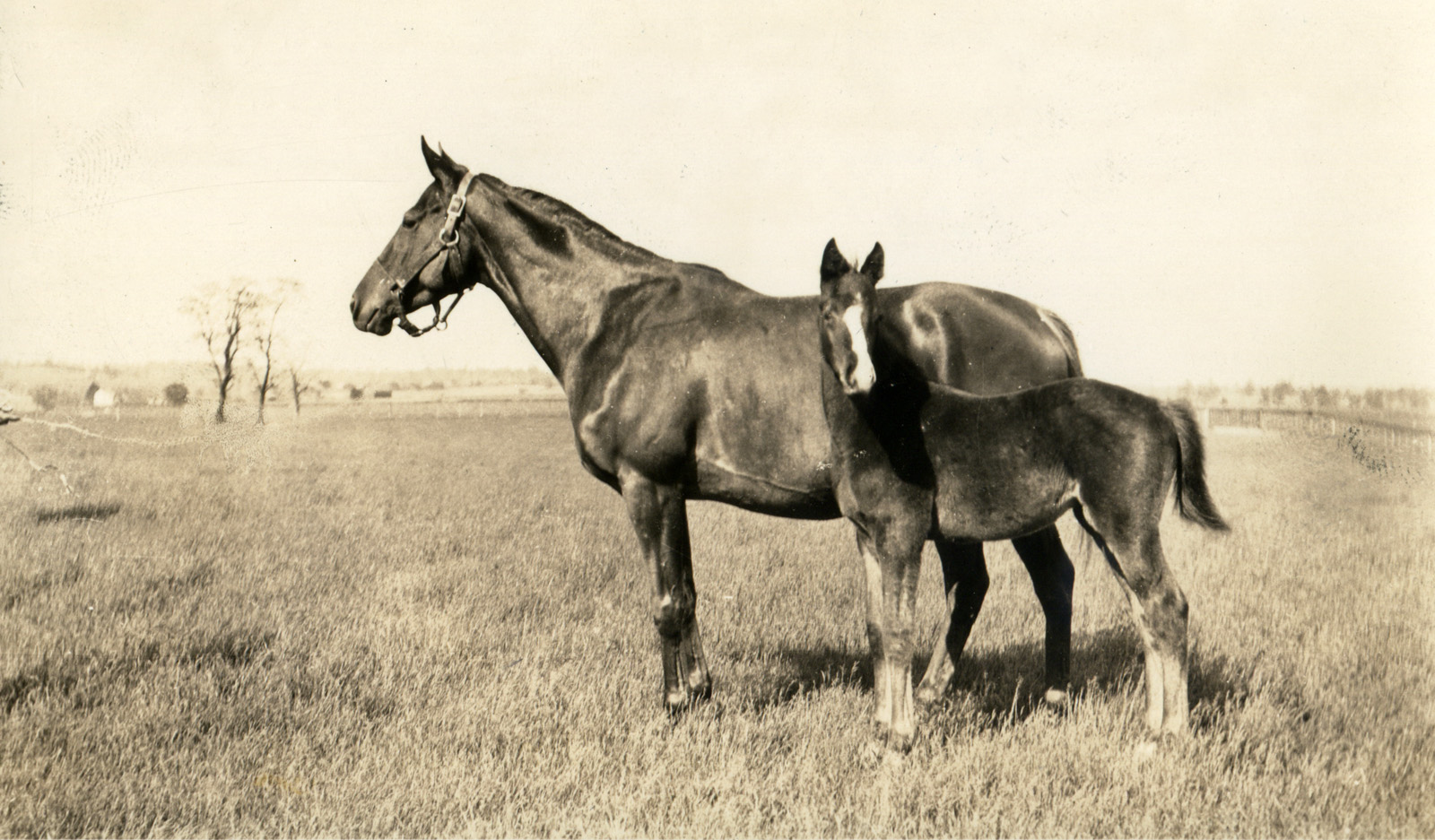 Marguerite with Gallant Fox as a foal, 1927 (L. S. Sutcliffe/Museum Collection)
