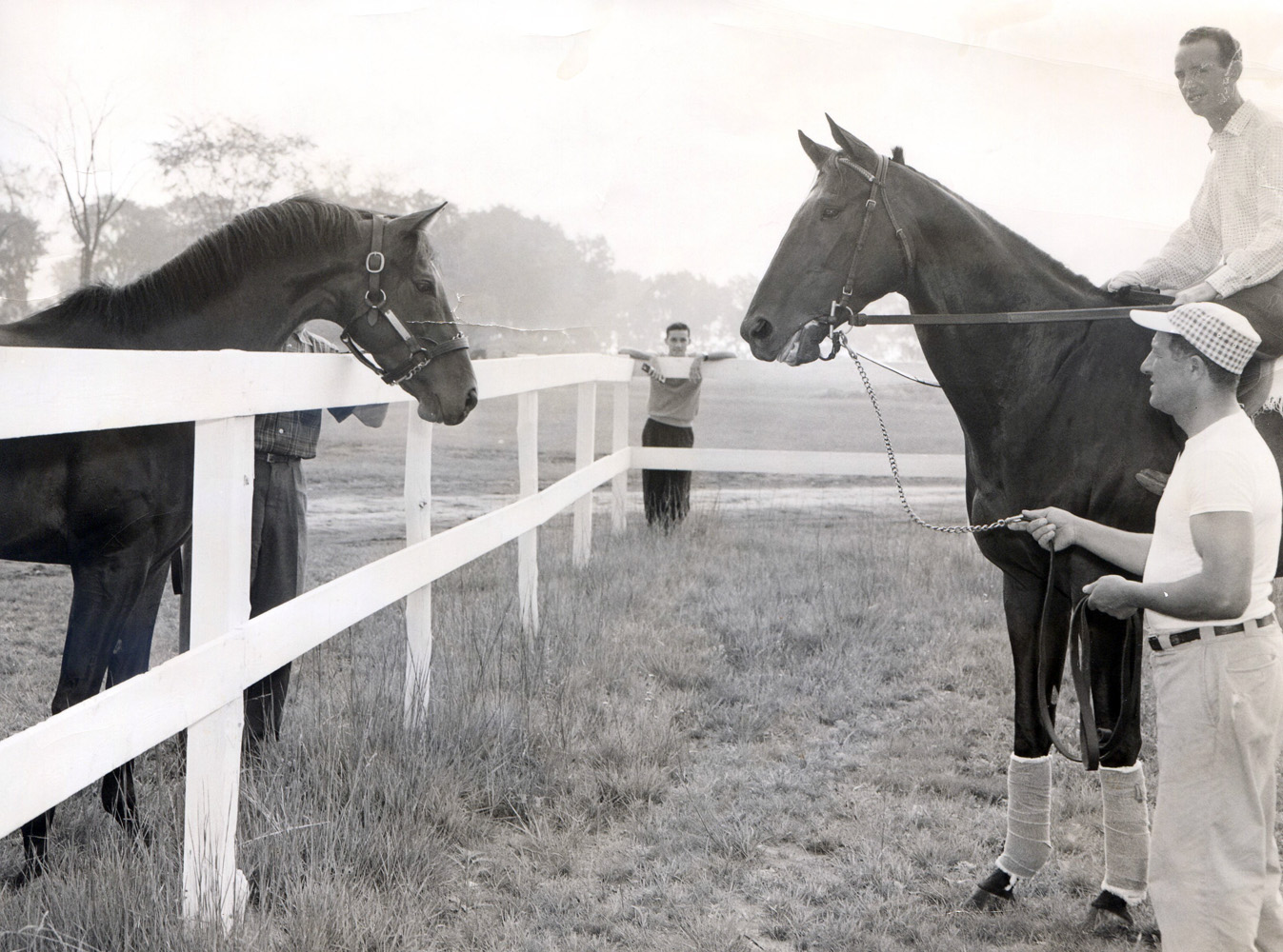Gallant Man, left, visiting with fellow future Hall of Famer Bold Ruler, right, 1958 (Museum Collection)