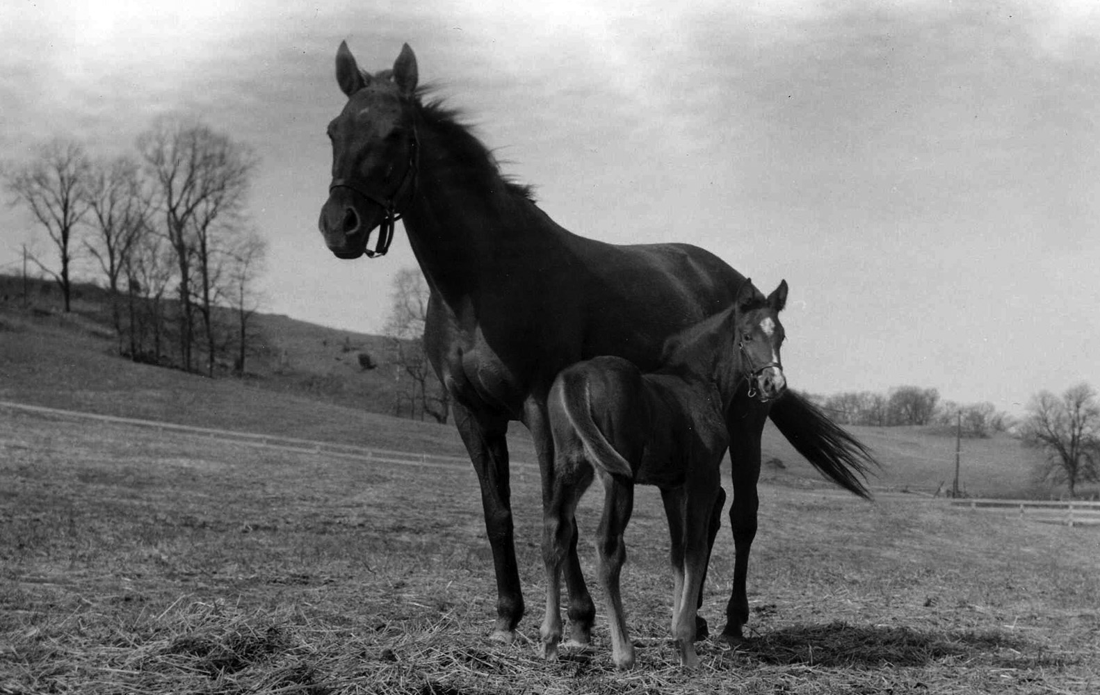 Gallorette and her foal (Museum Collection)