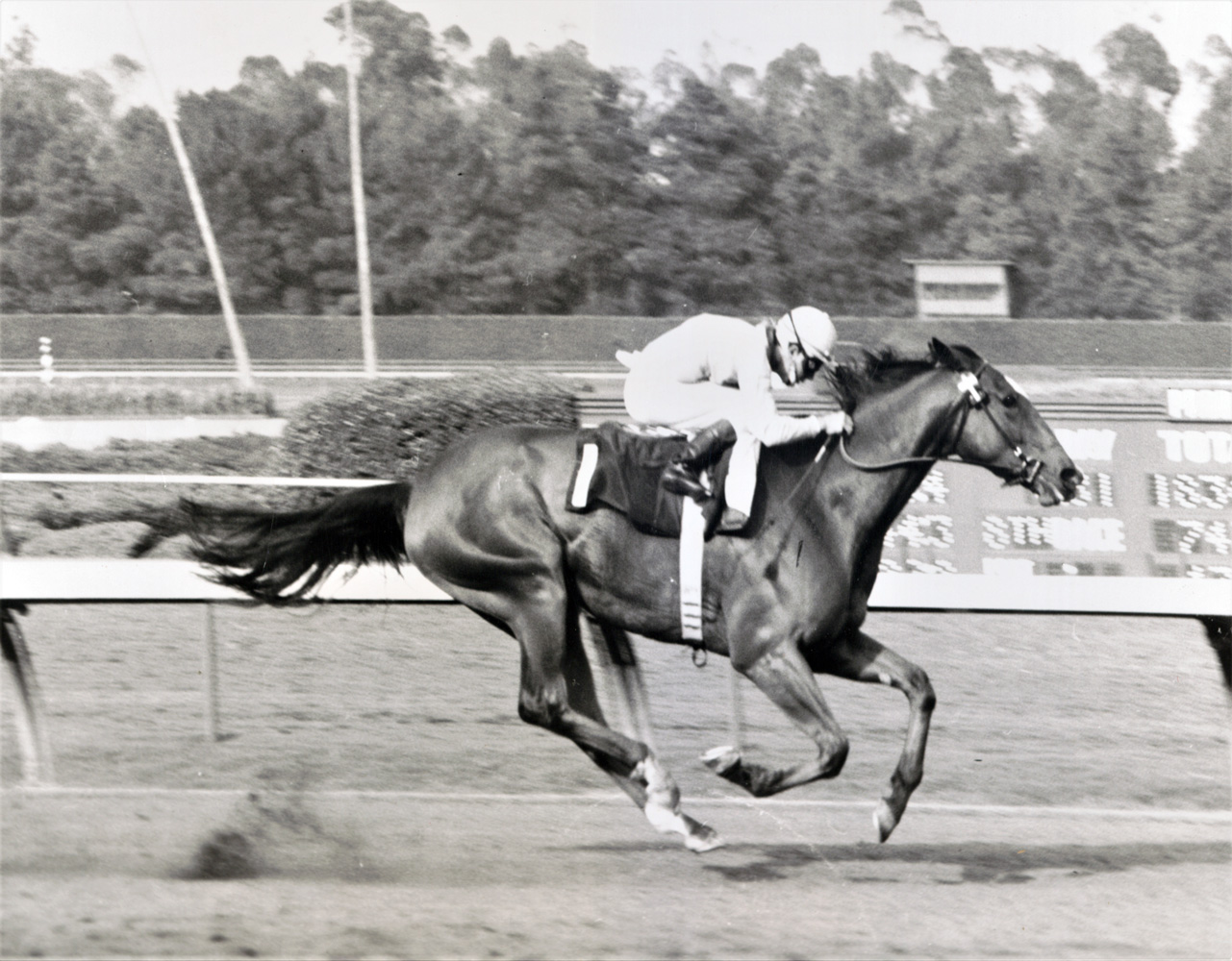 Gamely (Wayne Harris up) winning the 1968 Wilshire Handicap at Hollywood Park (Keeneland Library Thoroughbred Times Collection)