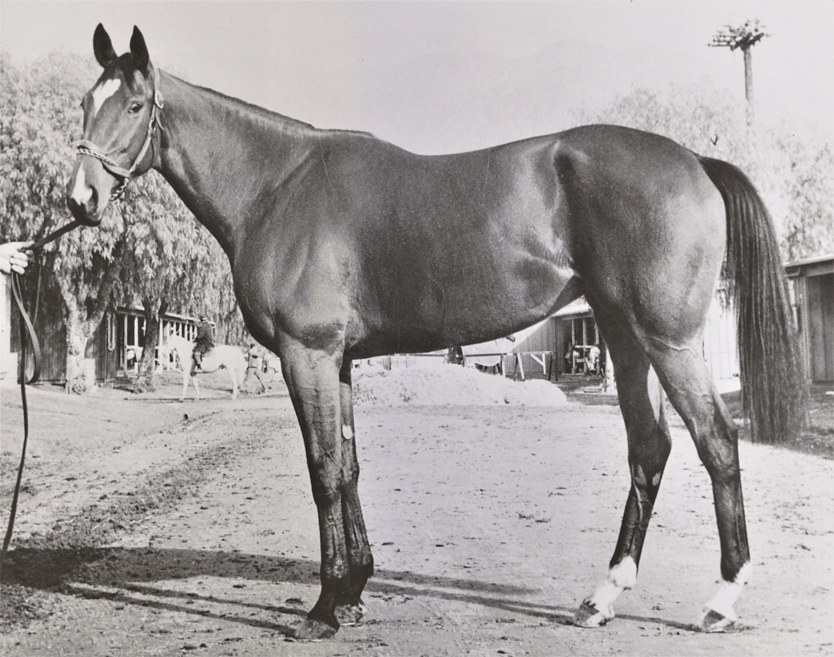 An undated conformation photograph of Gamely (Keeneland Library Thoroughbred Times Collection)