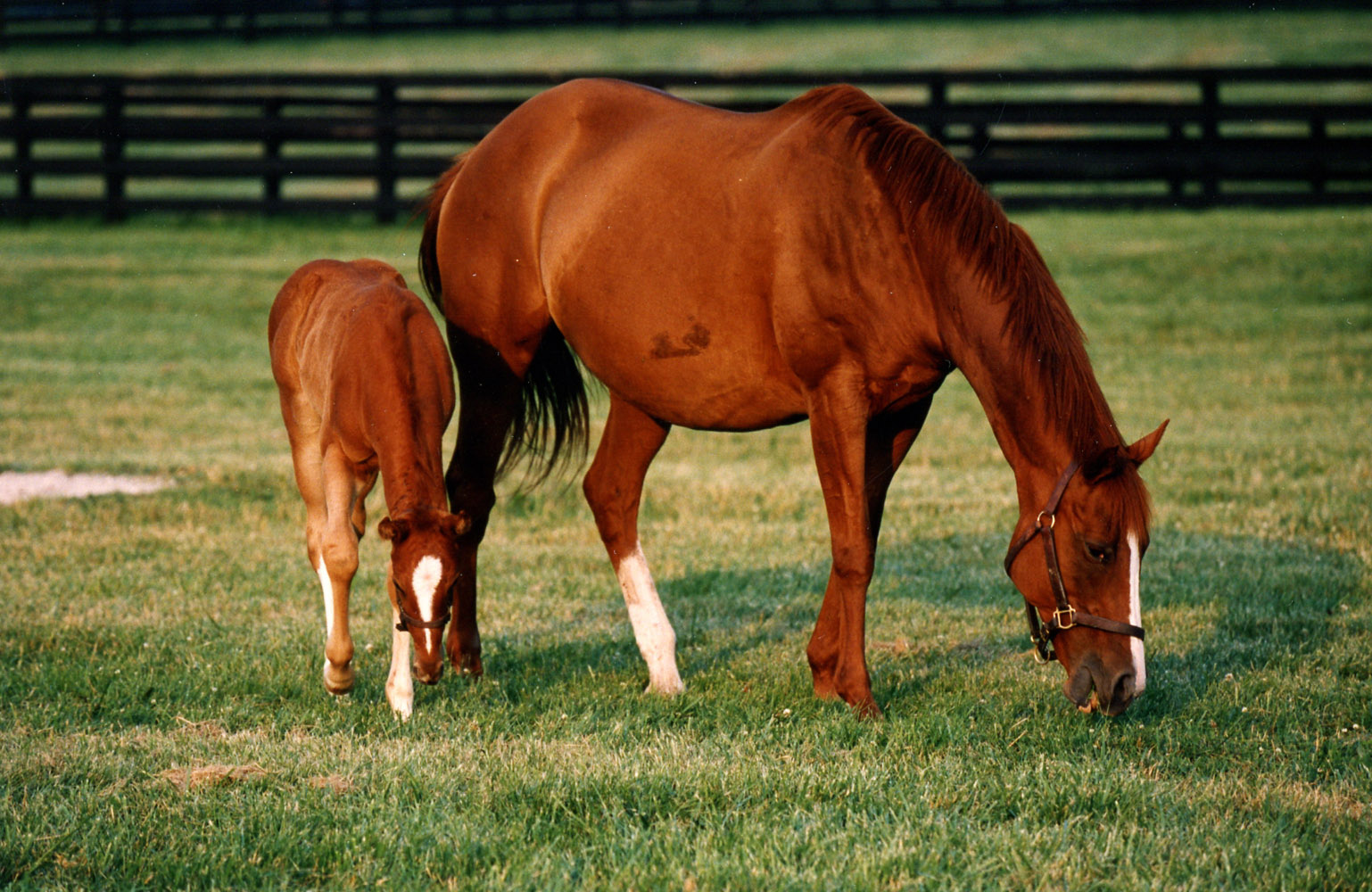 Genuine Risk with her foal at Three Chimneys Farm, June 1993 (Barbara D. Livingston/Museum Collection)