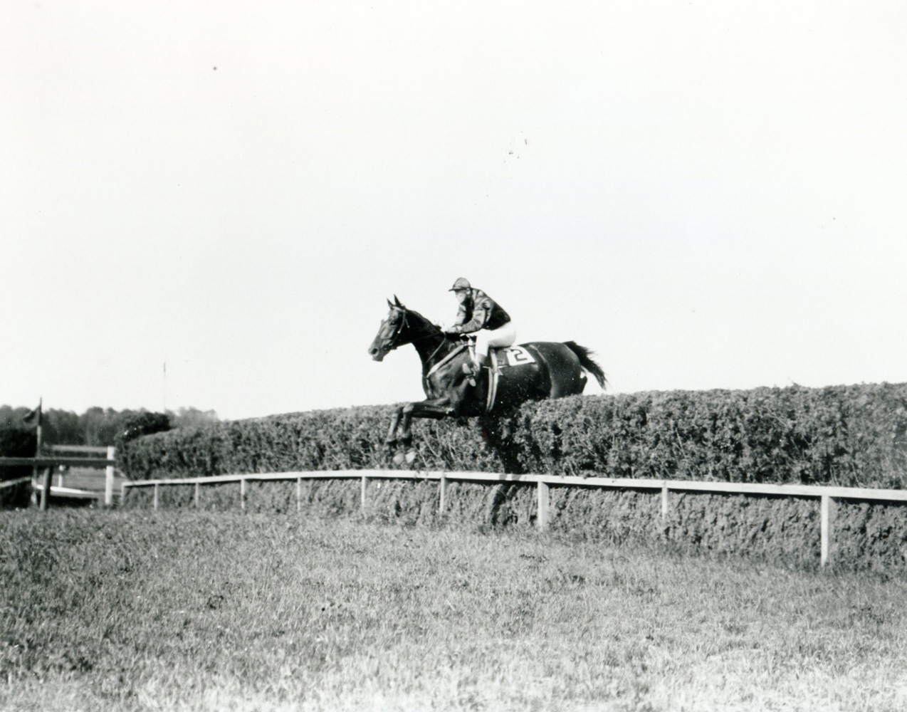 Good And Plenty taking a jump in the Whitney Memorial Steeplechase at Belmont Park (Keeneland Library Cook Collection/Museum Collection)