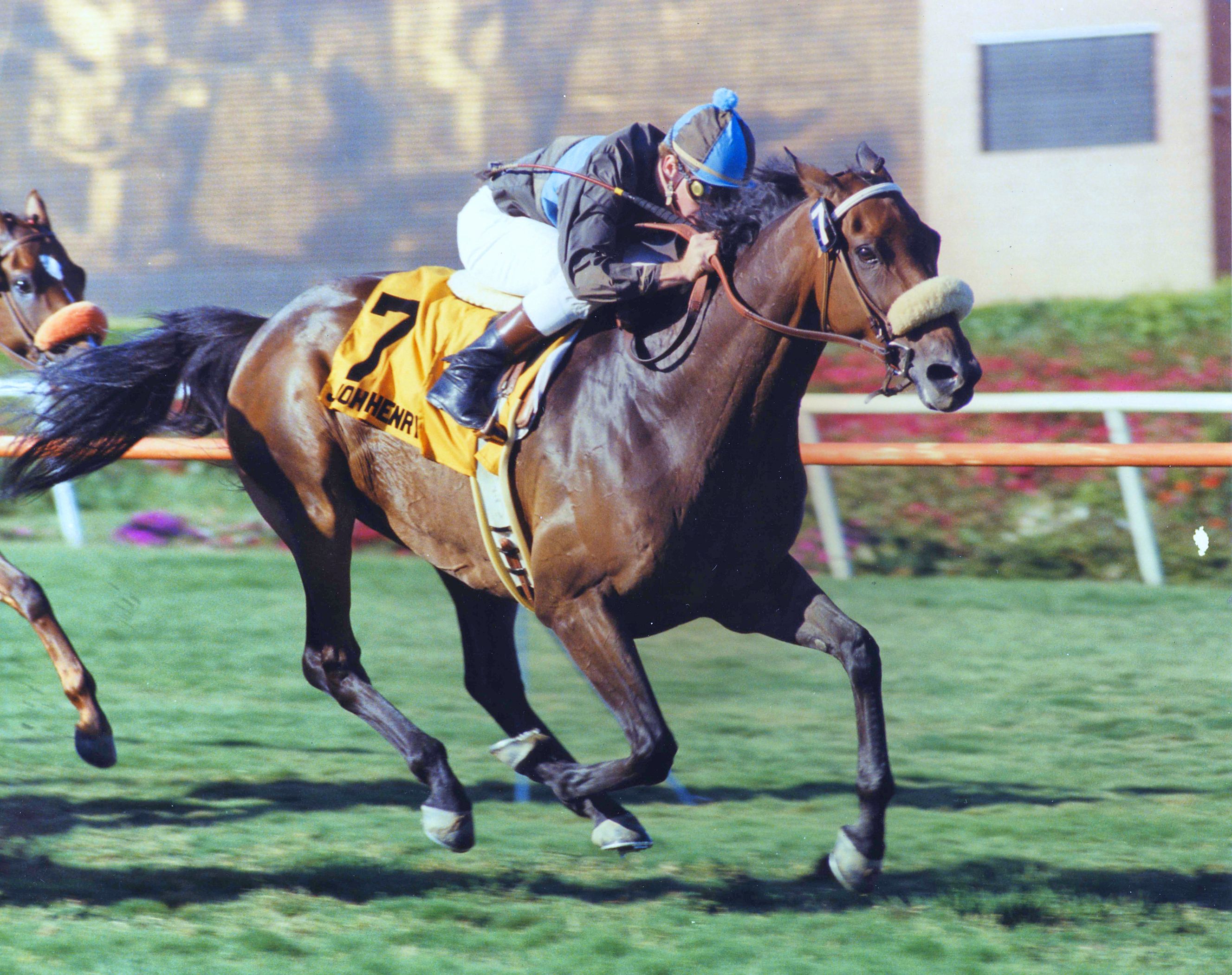 John Henry (Chris McCarron up) winning the 1984 Sunset Handicap at Hollywood Park (Hollywood Park Photo/Museum Collection)