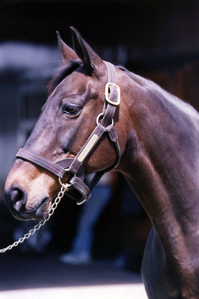 John Henry in retirement at Kentucky Horse Park in 1992 (Barbara D. Livingston/Museum Collection)