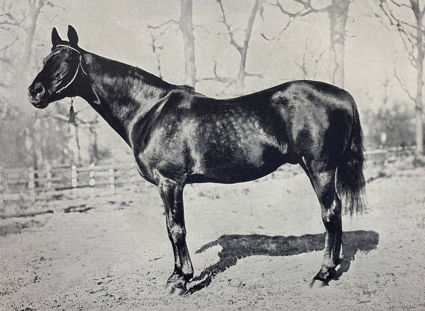 Photograph of Kingston from "Racing in America, 1866-1921" (Museum Collection)