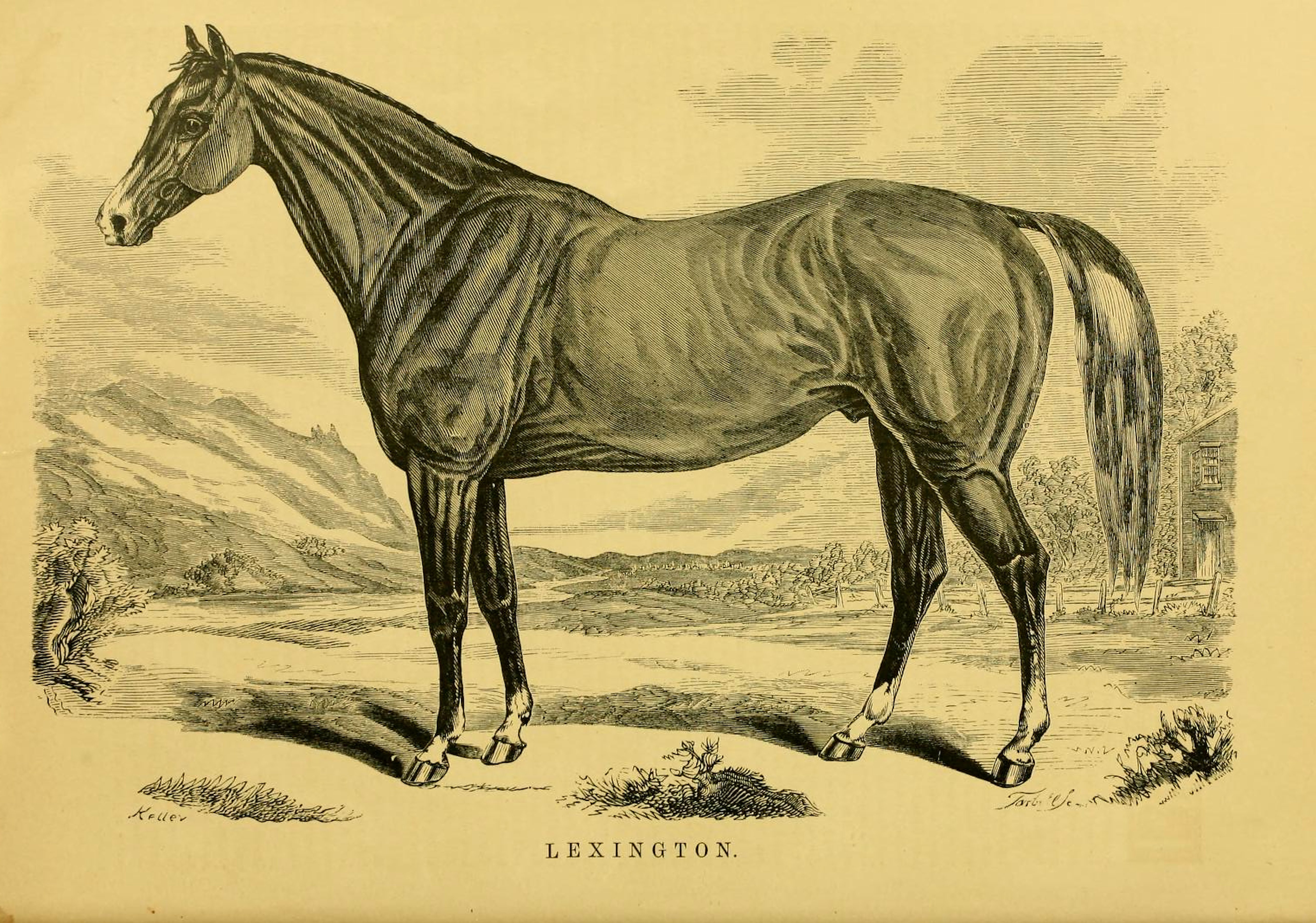 Illustration of Lexington from "Famous American Racehorses", 1877 (Museum Collection)
