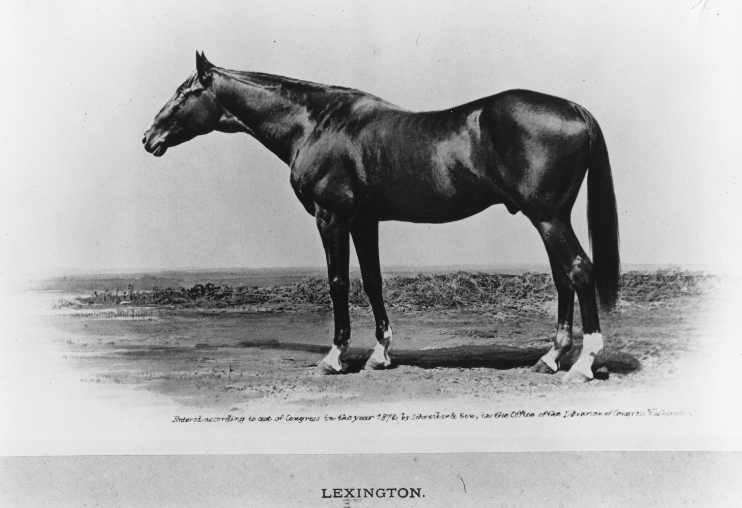 Photograph of Lexington later in life (Keeneland Library Collection/Museum Collection)