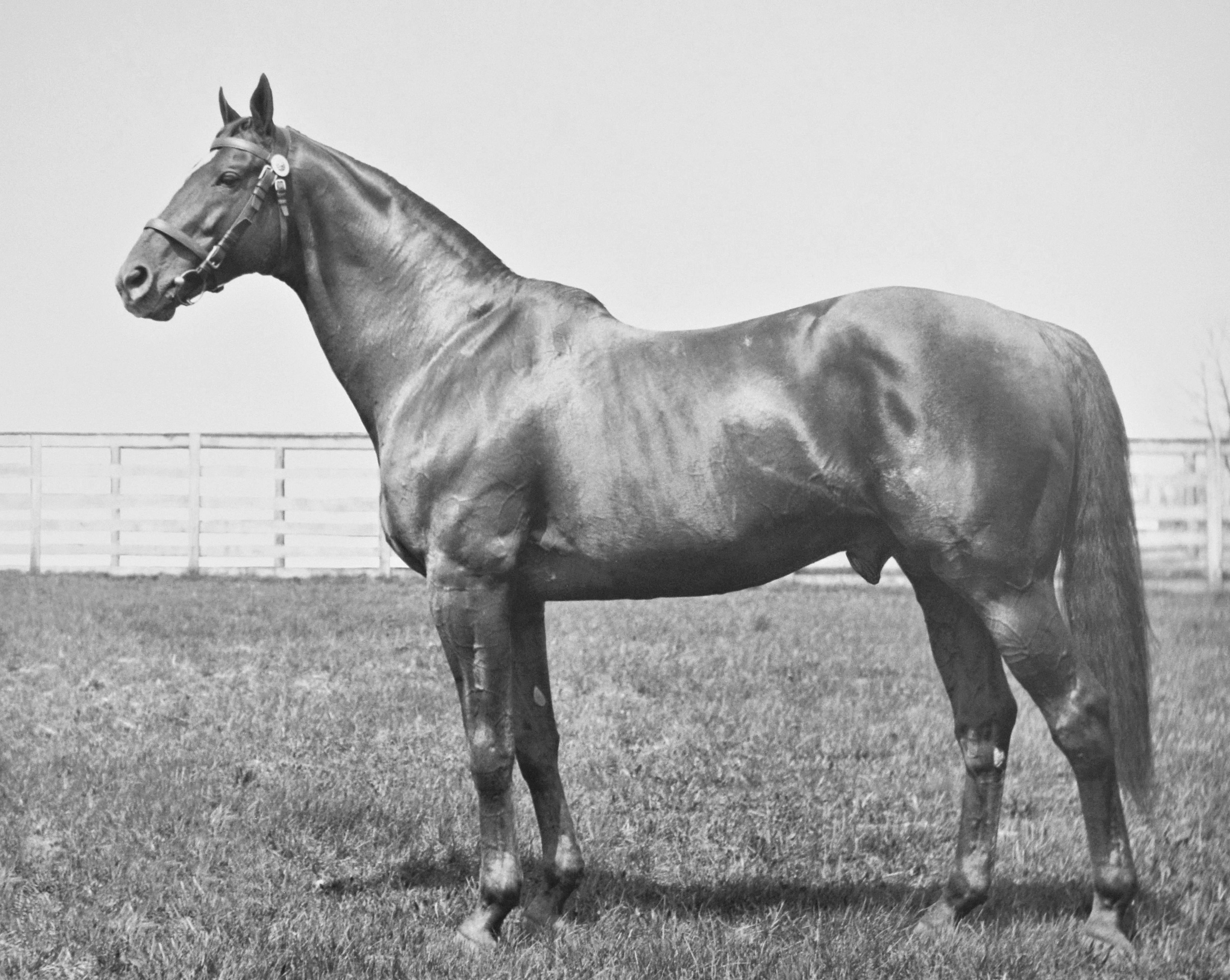 Man o' War (L. S. Sutcliffe/Courtesy of Ken Grayson)