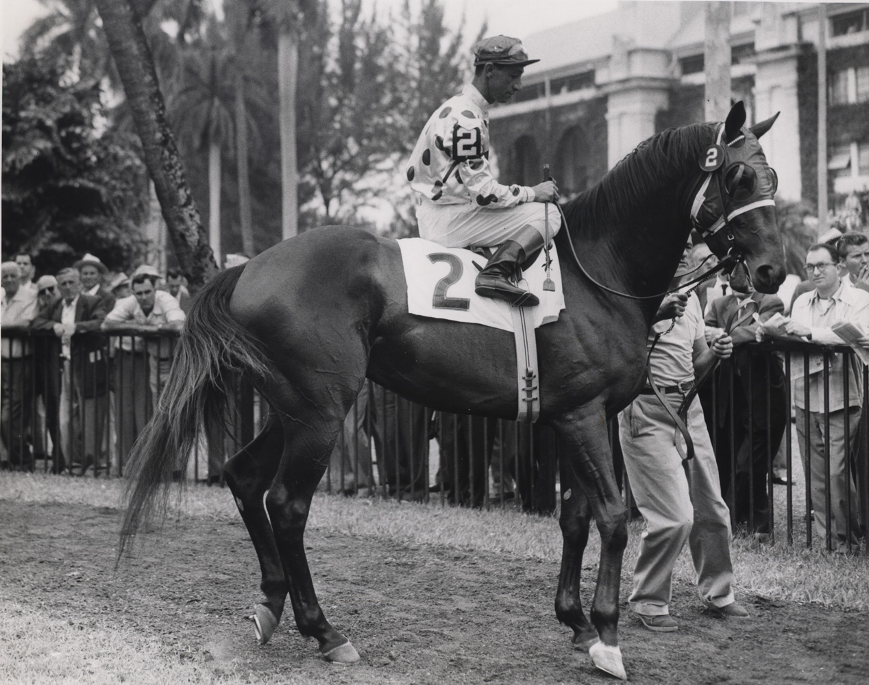 Nashua (Eddie Arcaro up) in the paddock at Hialeah prior to the 1955 Flamingo Stakes (Museum Collection)