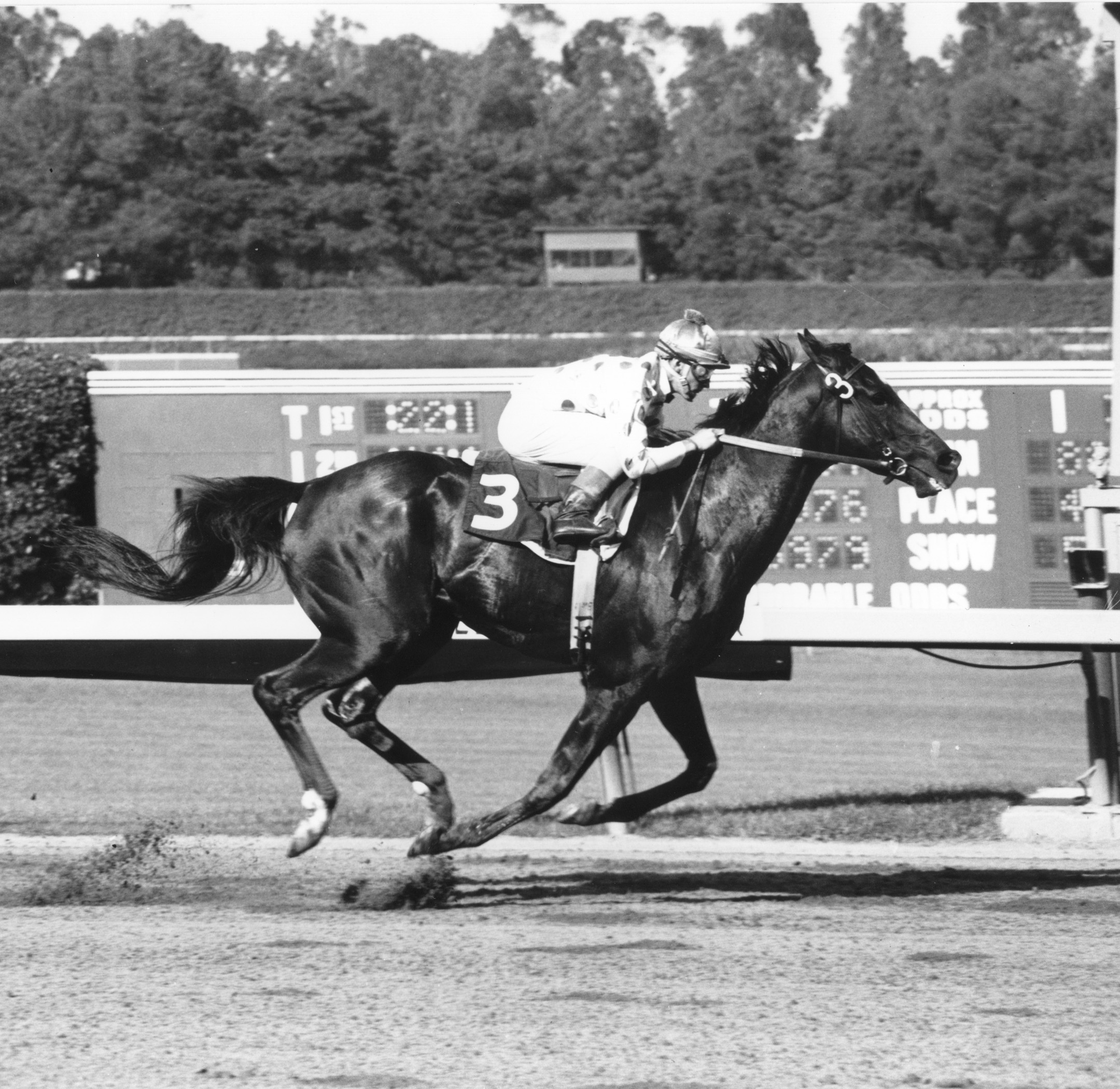 Native Diver (Jerry Lambert up) winning the 1965 Hollywood Gold Cup at Hollywood Park (Stidham & Assoc./Museum Collection)