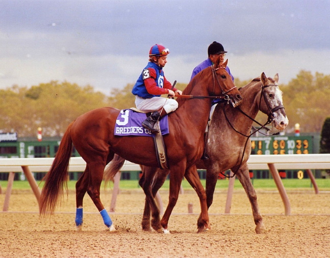 Precisionist (Chris McCarron up) in the post parade for the 1985 Breeders' Cup Sprint at Aqueduct (Barbara D. Livingston/Museum Collection)