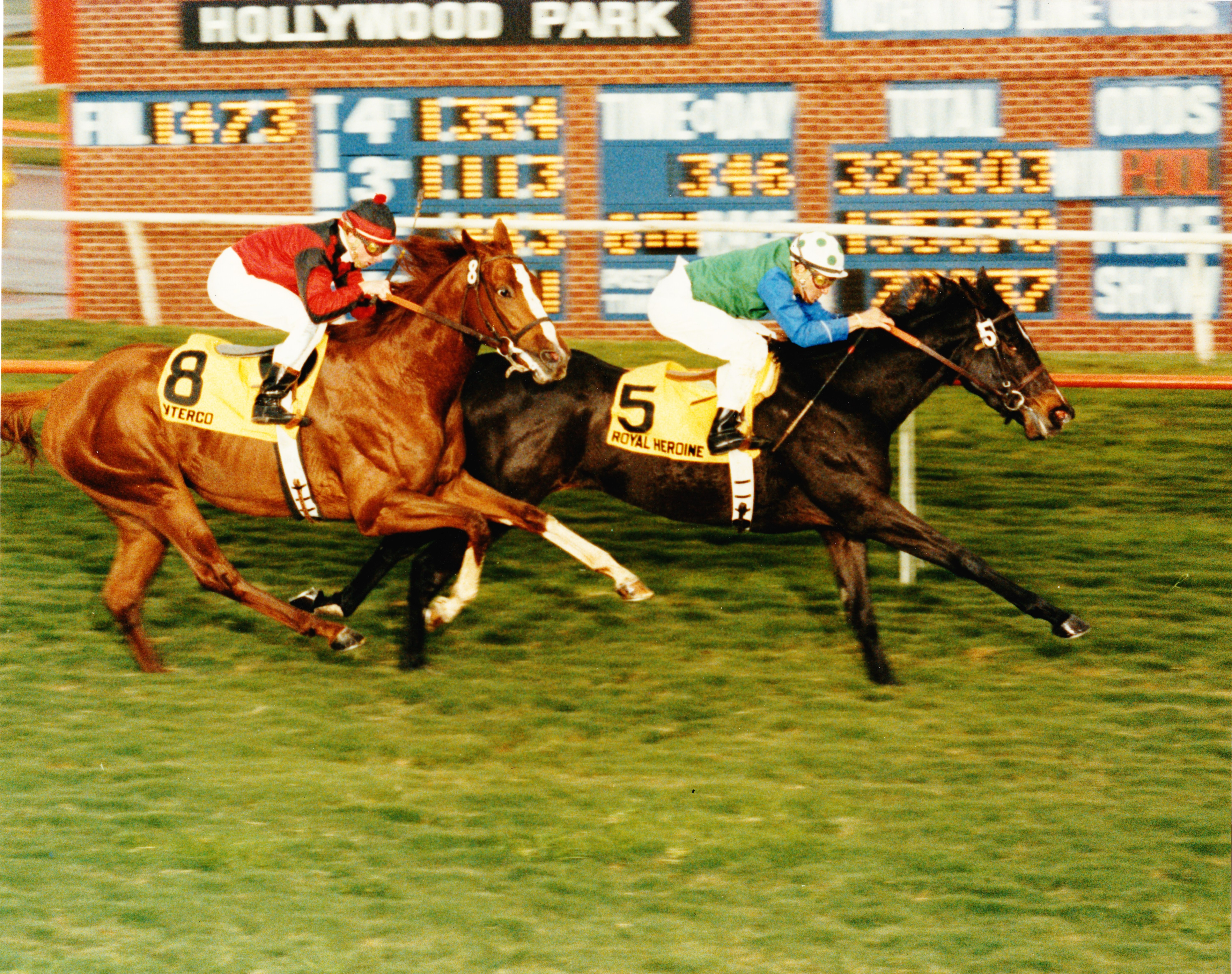 Royal Heroine, Fernando Toro up, winning a division of the 1983 Hollywood Derby (Hollywood Park)