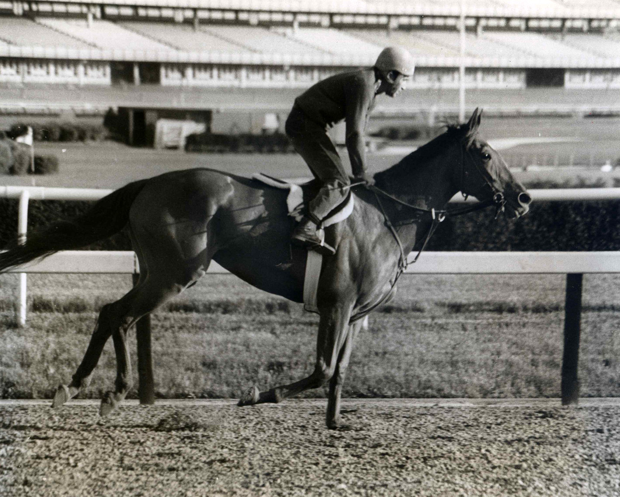 Shuvee during morning workouts at Belmont Park, September 1969 (NYRA/Paul Schafer /Museum Collection)