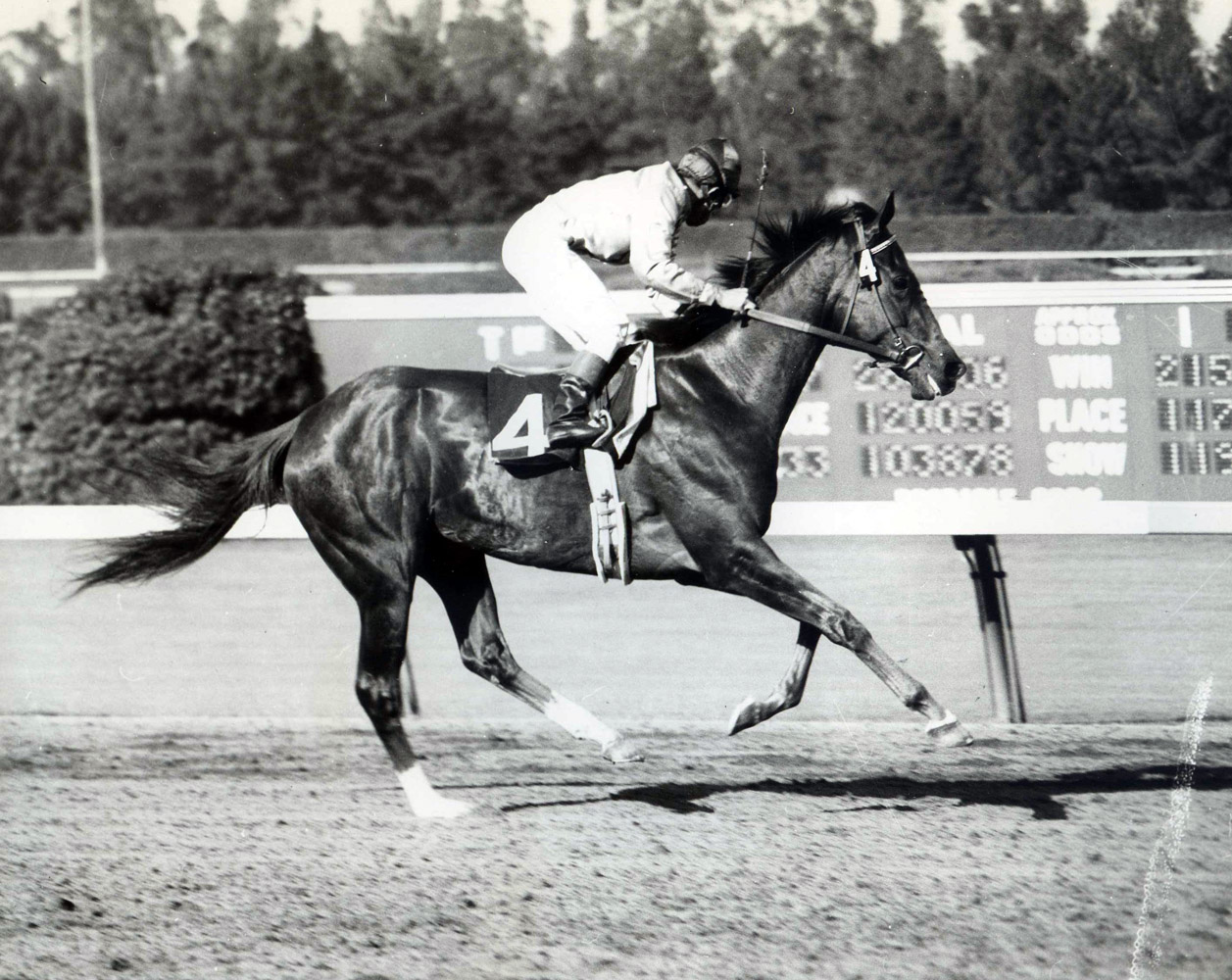 Silver Spoon (Bill Boland up) winning the 1959 Cinema Handicap at Hollywood Park (Museum Collection)