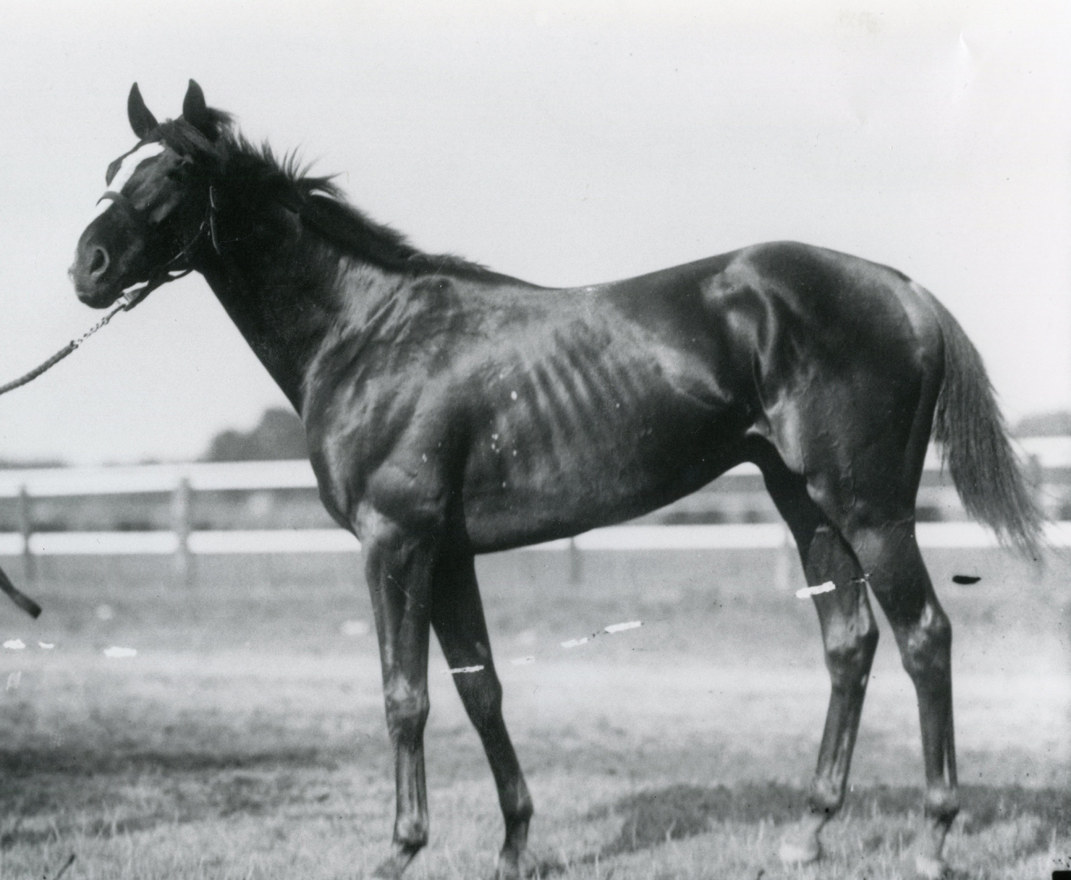 Sir Barton (Keeneland Library Cook Collection/Museum Collection)