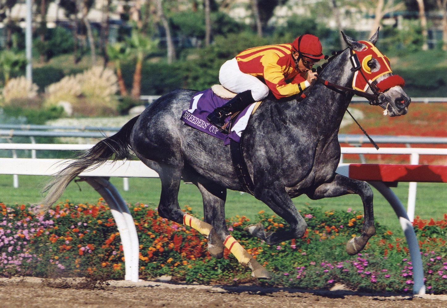 Skip Away (Mike Smith up) winning the 1997 Breeders' Cup Classic at Hollywood Park (Barbara D. Livingston/Museum Collection)